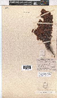 Erica longimontana image