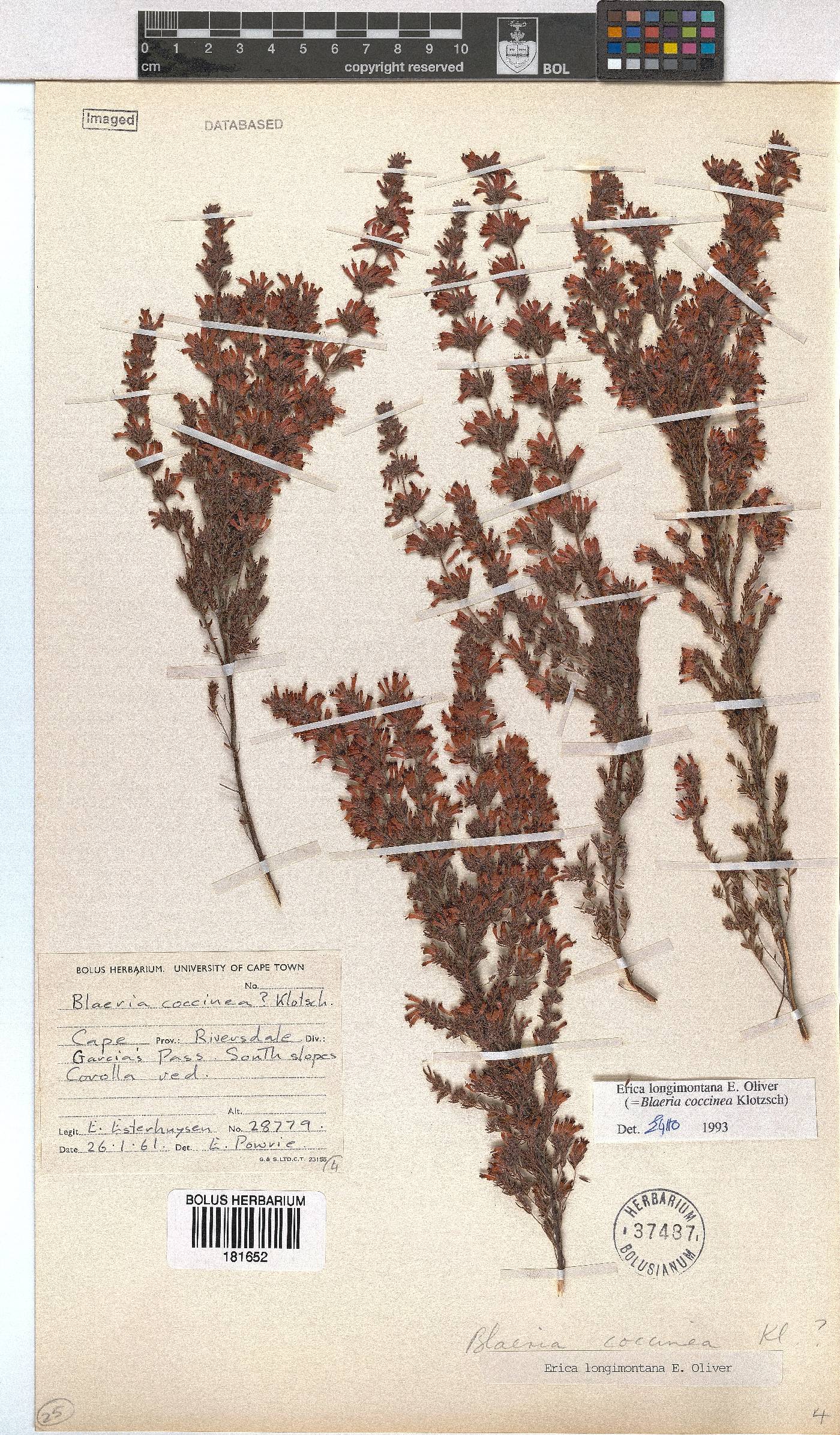 Erica longimontana image