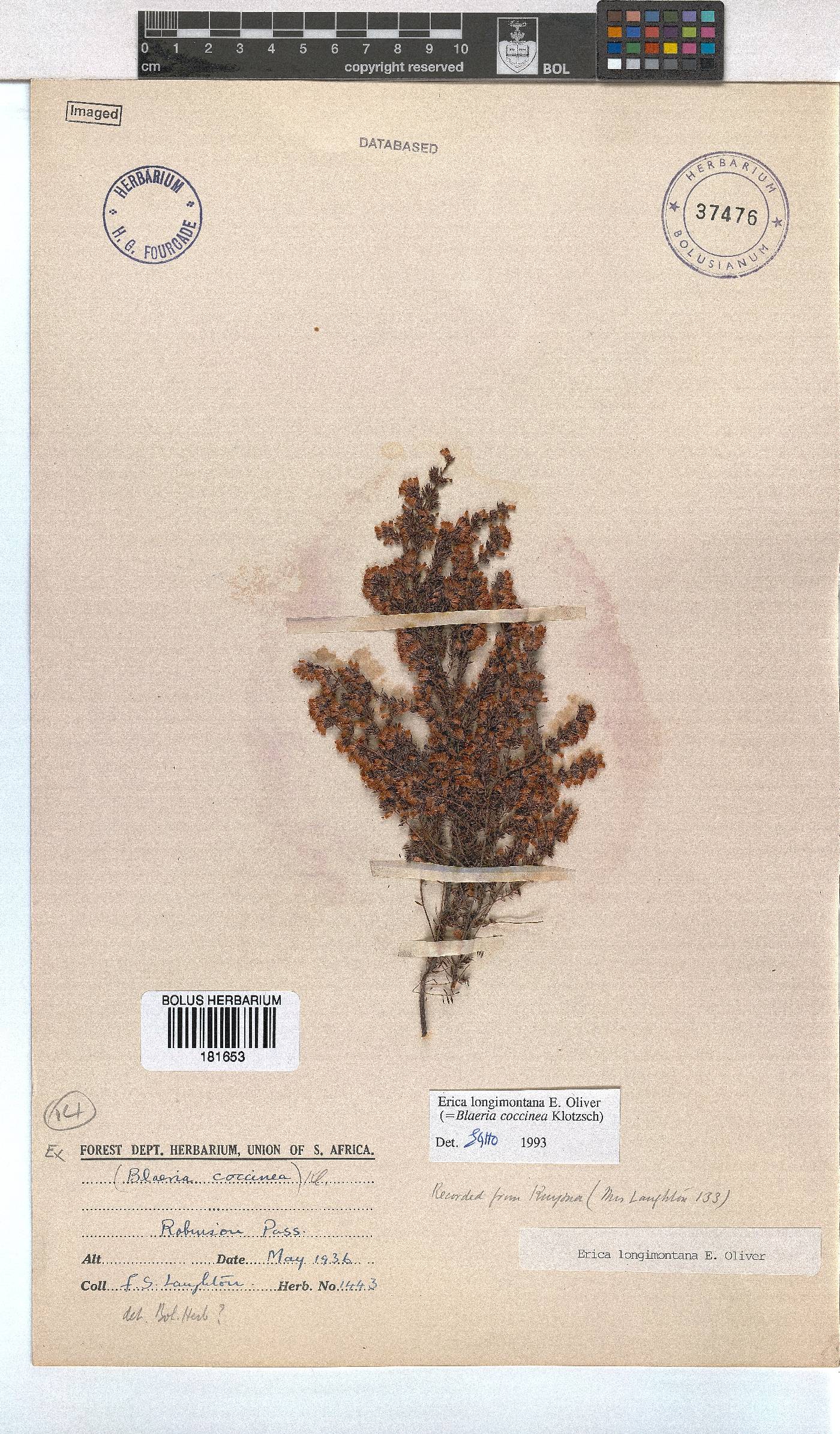 Erica longimontana image