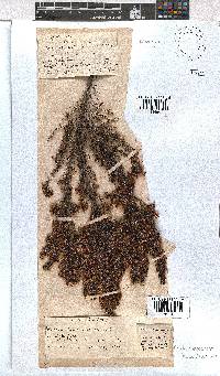 Erica fuscescens image