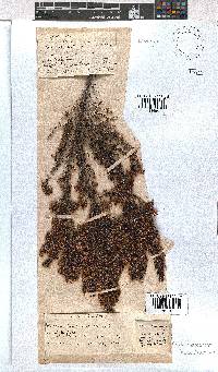 Erica fuscescens image