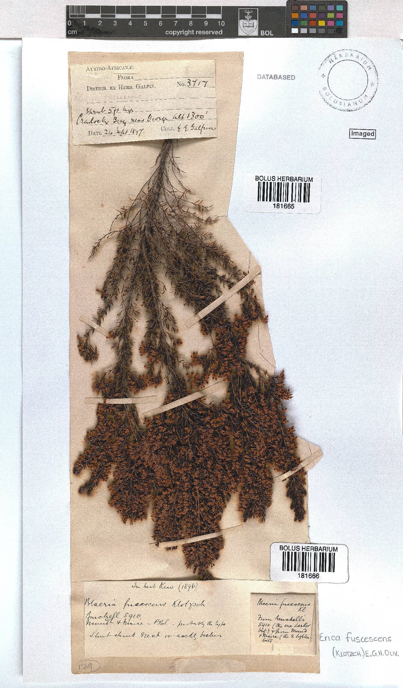Erica fuscescens image