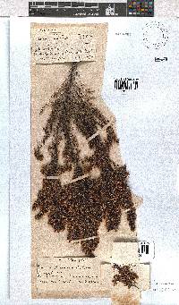 Erica fuscescens image