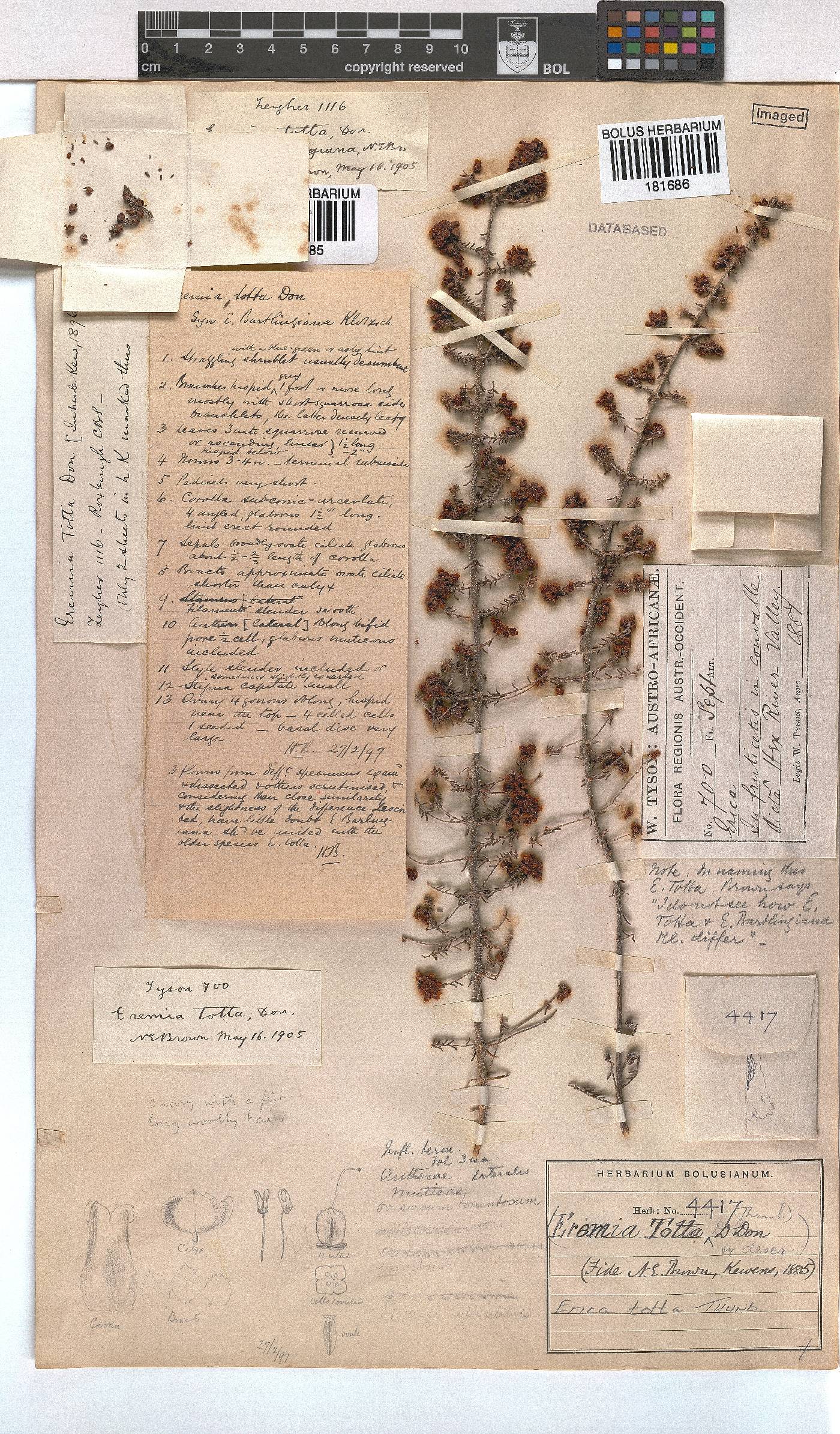 Erica totta image