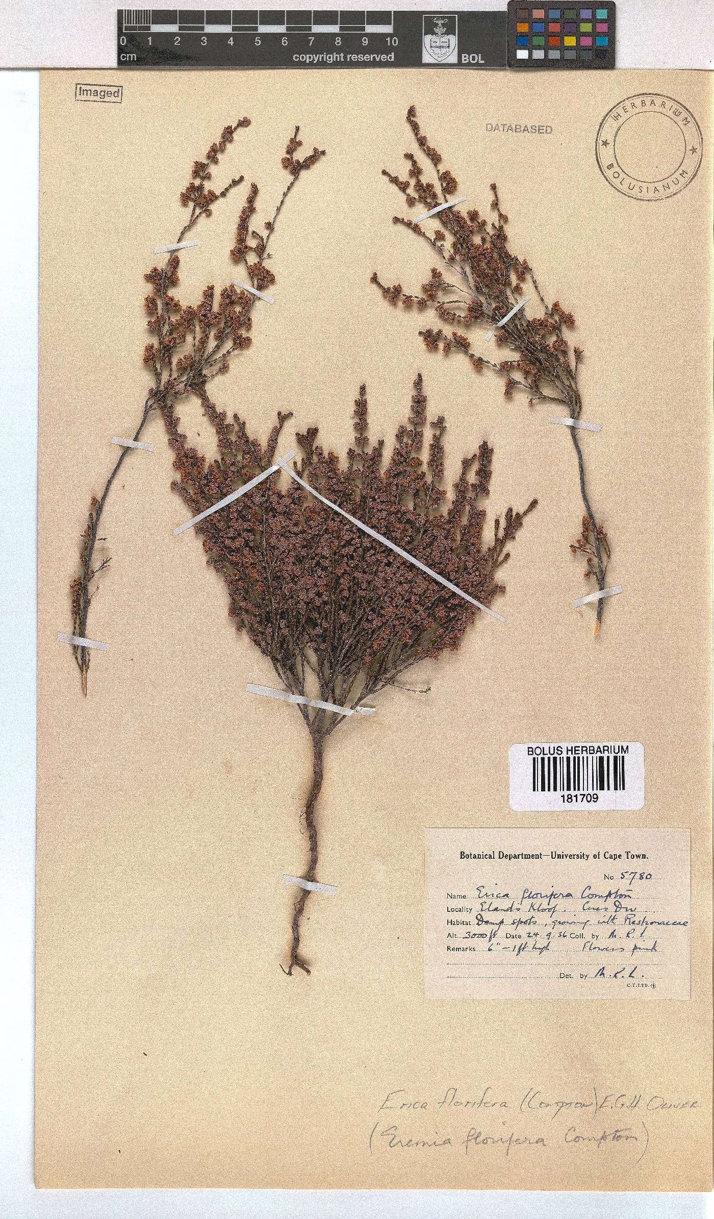 Erica florifera image