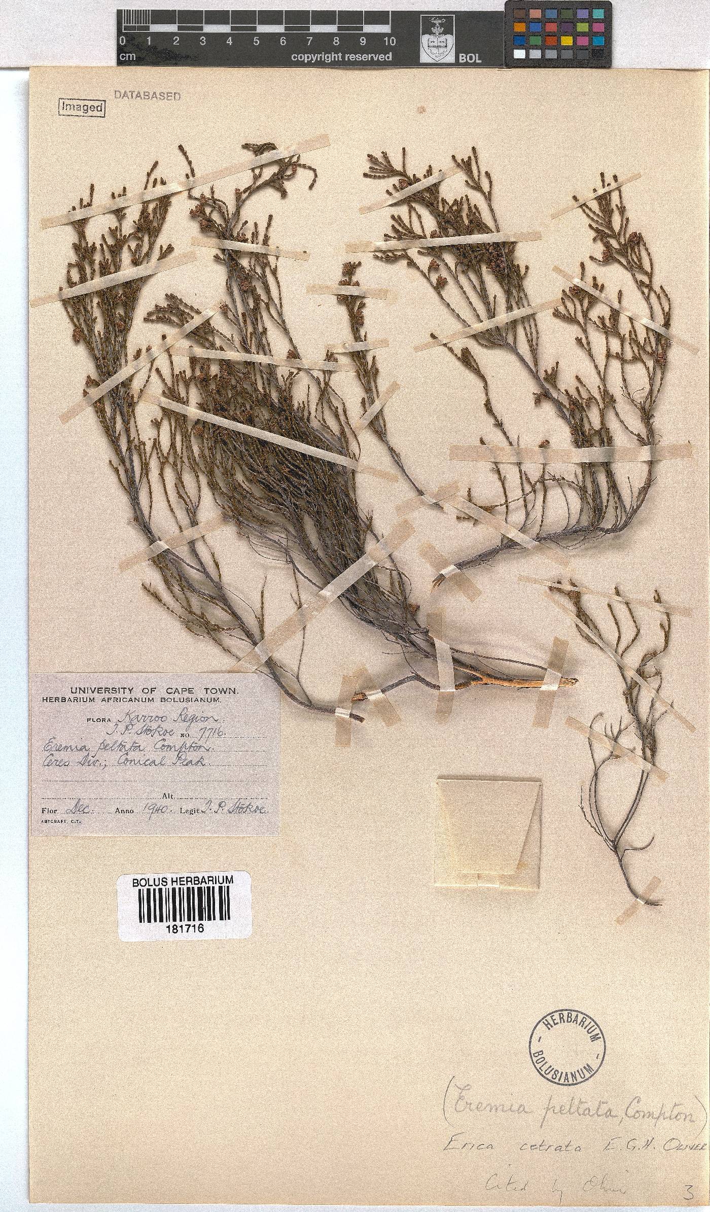 Erica cetrata image