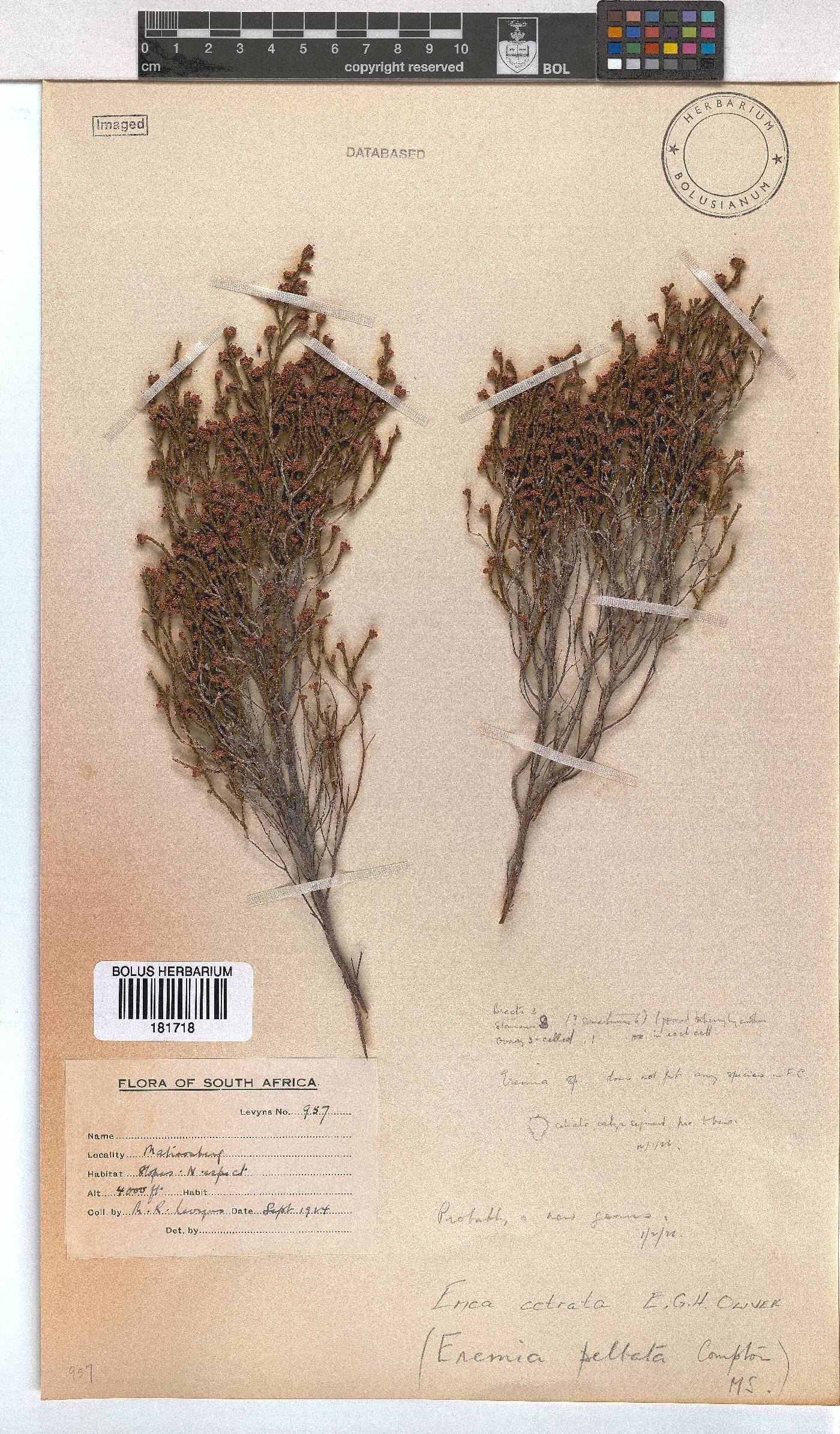 Erica cetrata image
