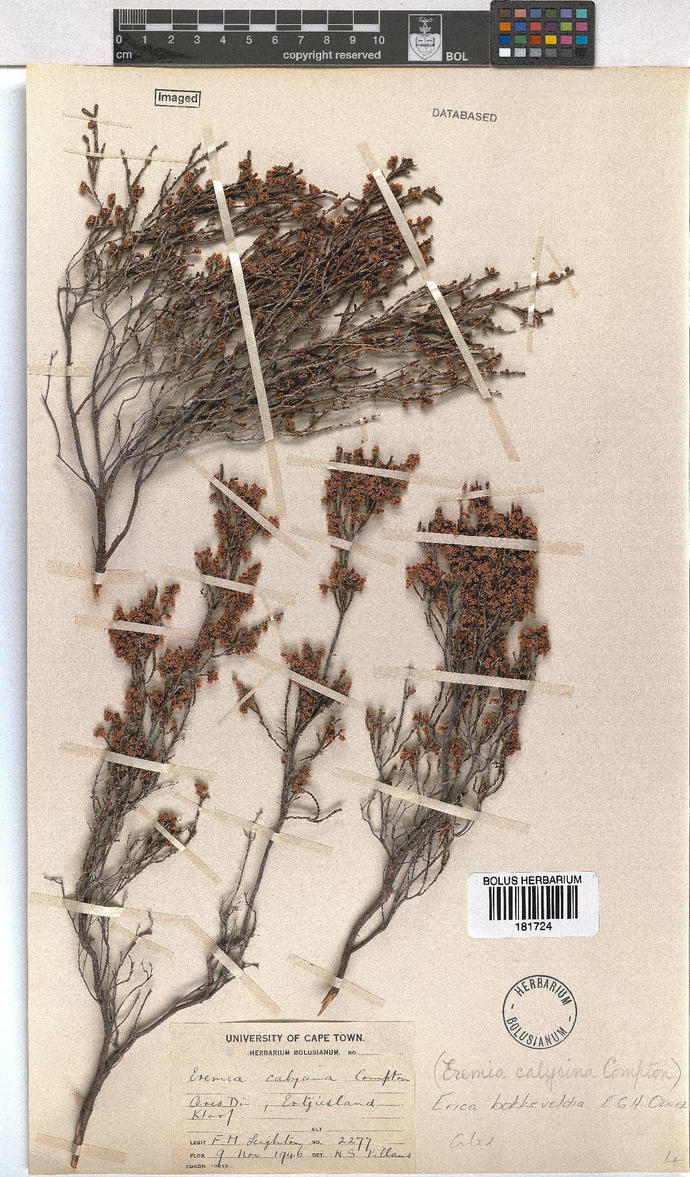 Erica bokkeveldia image