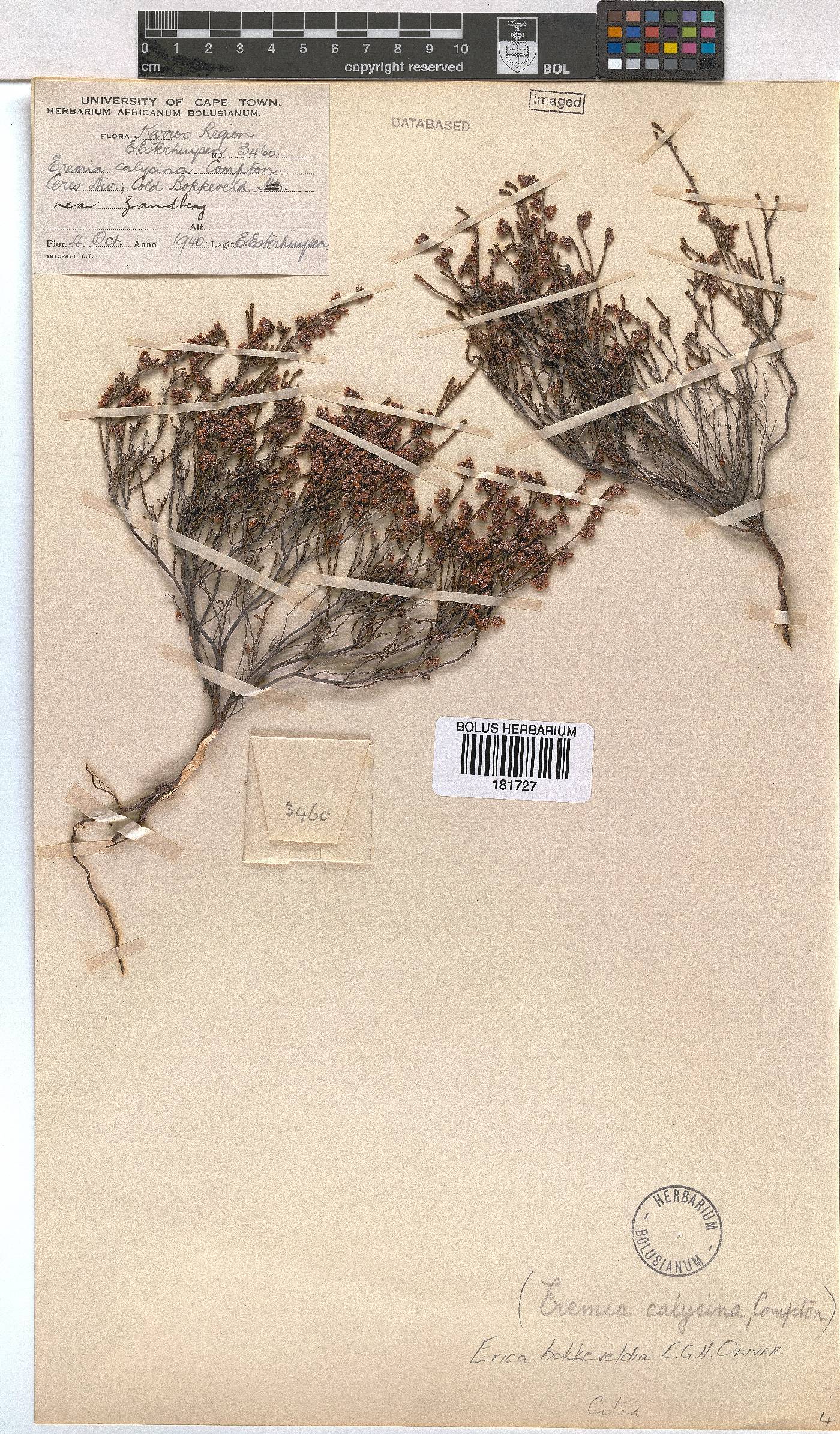 Erica bokkeveldia image