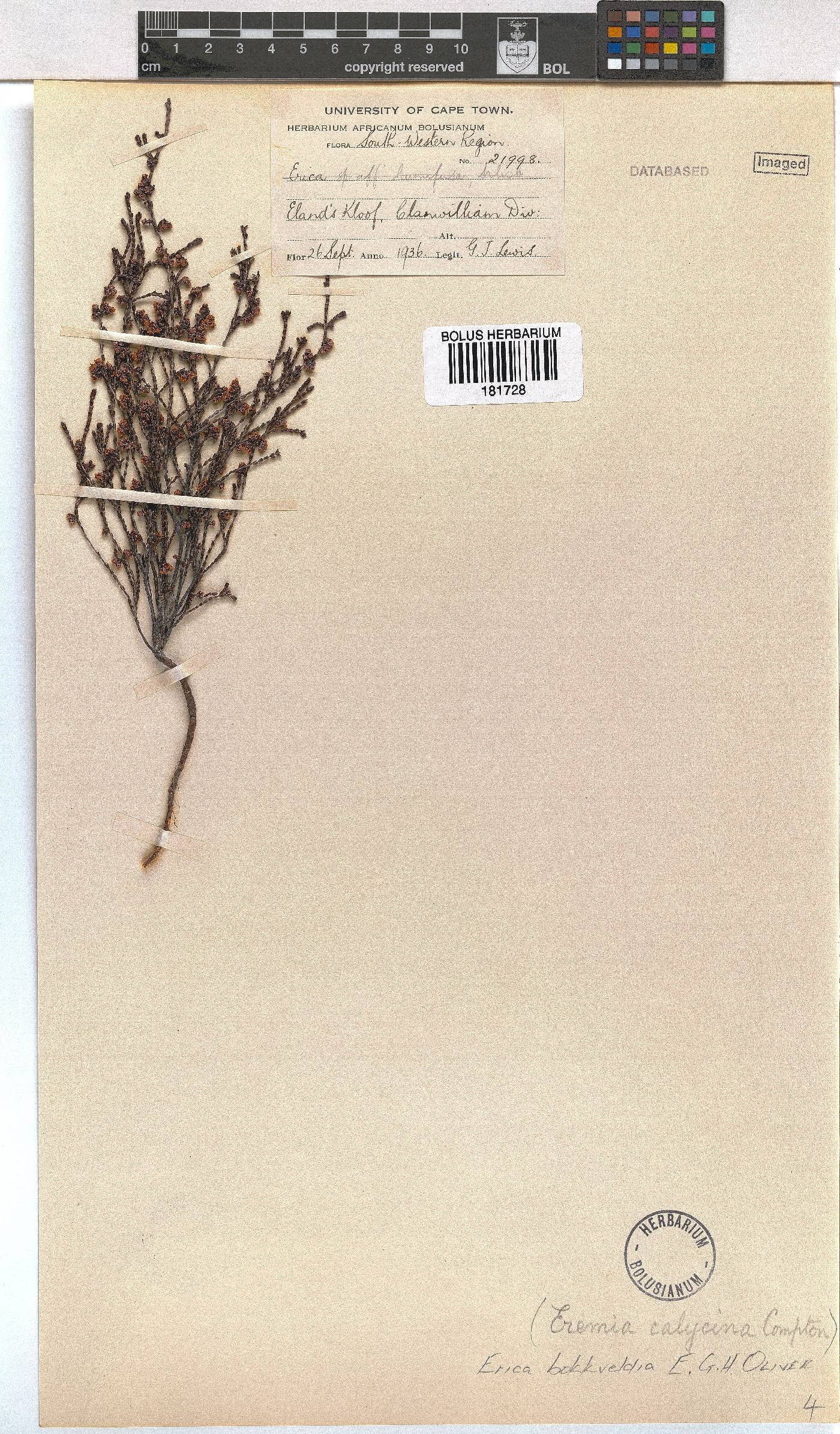 Erica bokkeveldia image