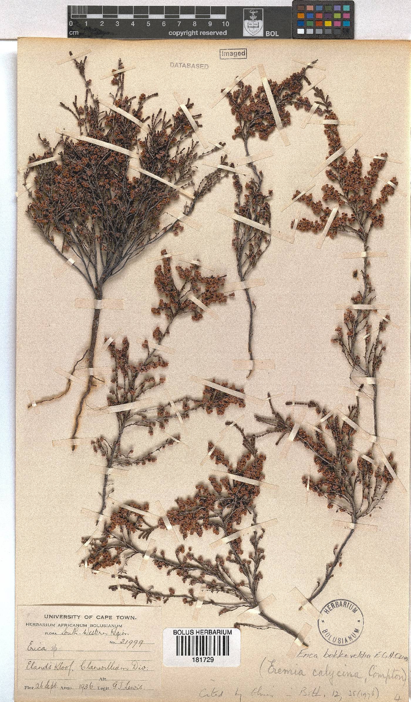 Erica bokkeveldia image