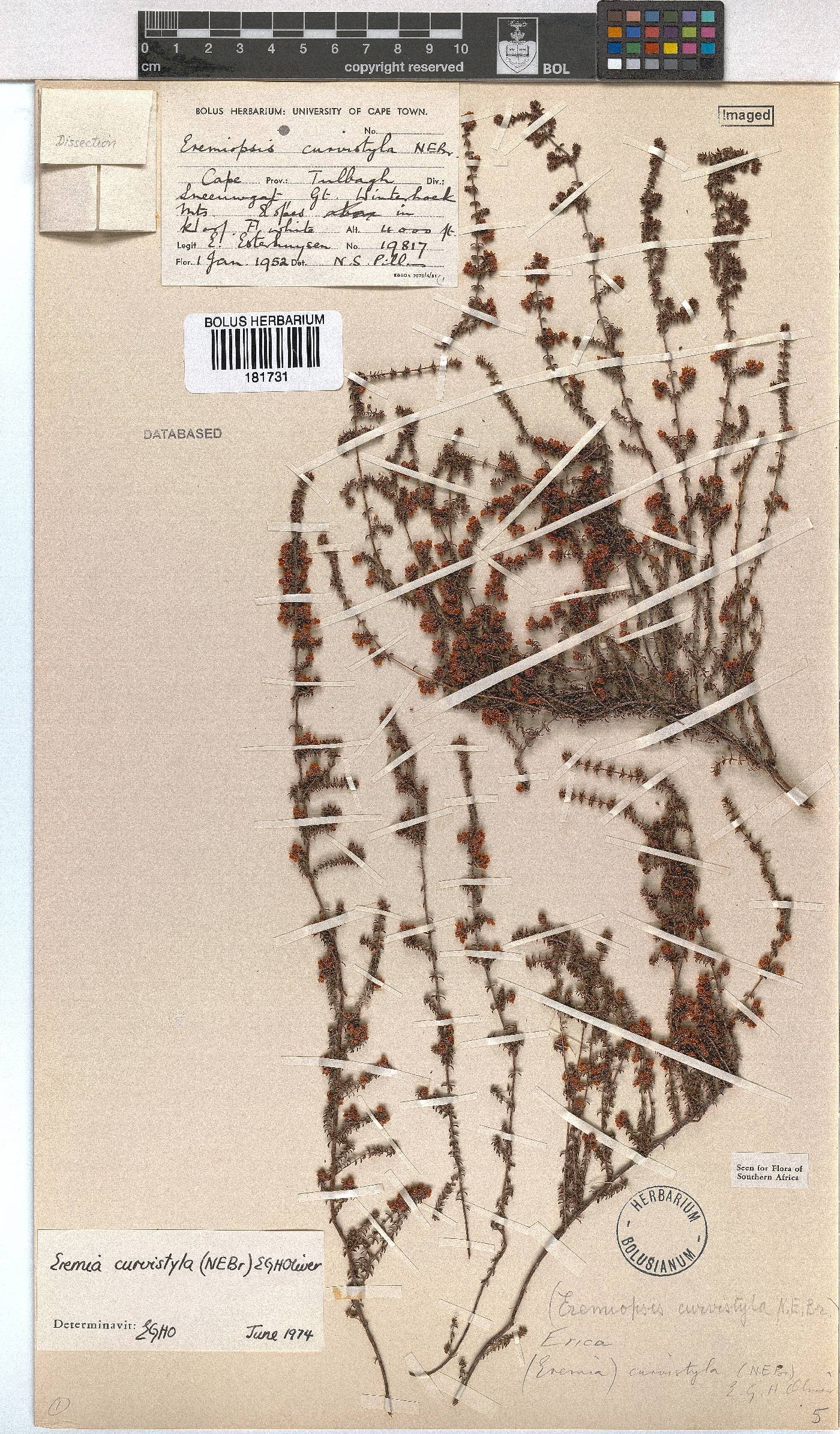 Erica curvistyla image