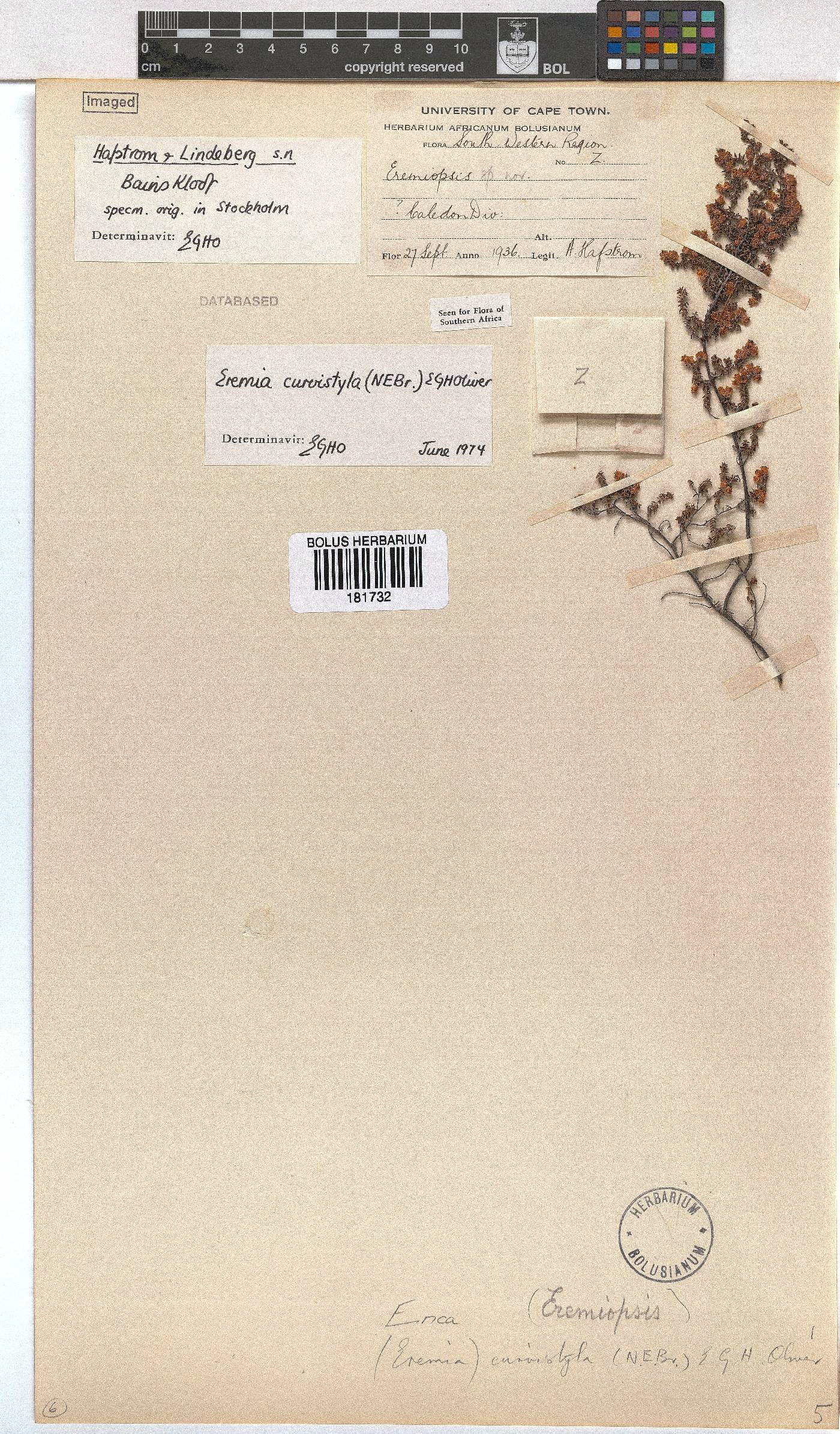 Erica curvistyla image