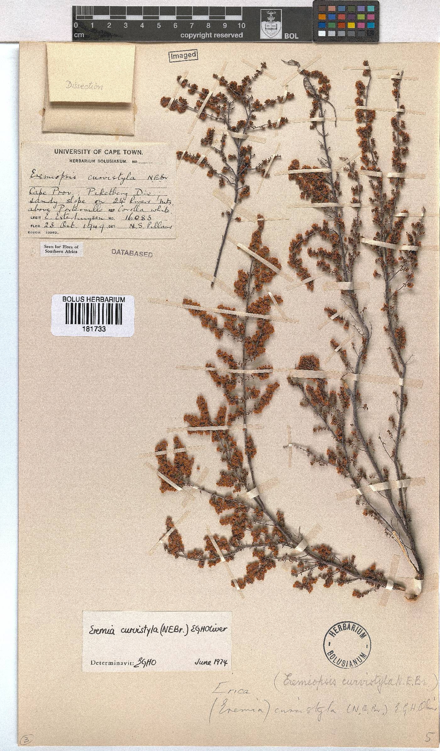 Erica curvistyla image