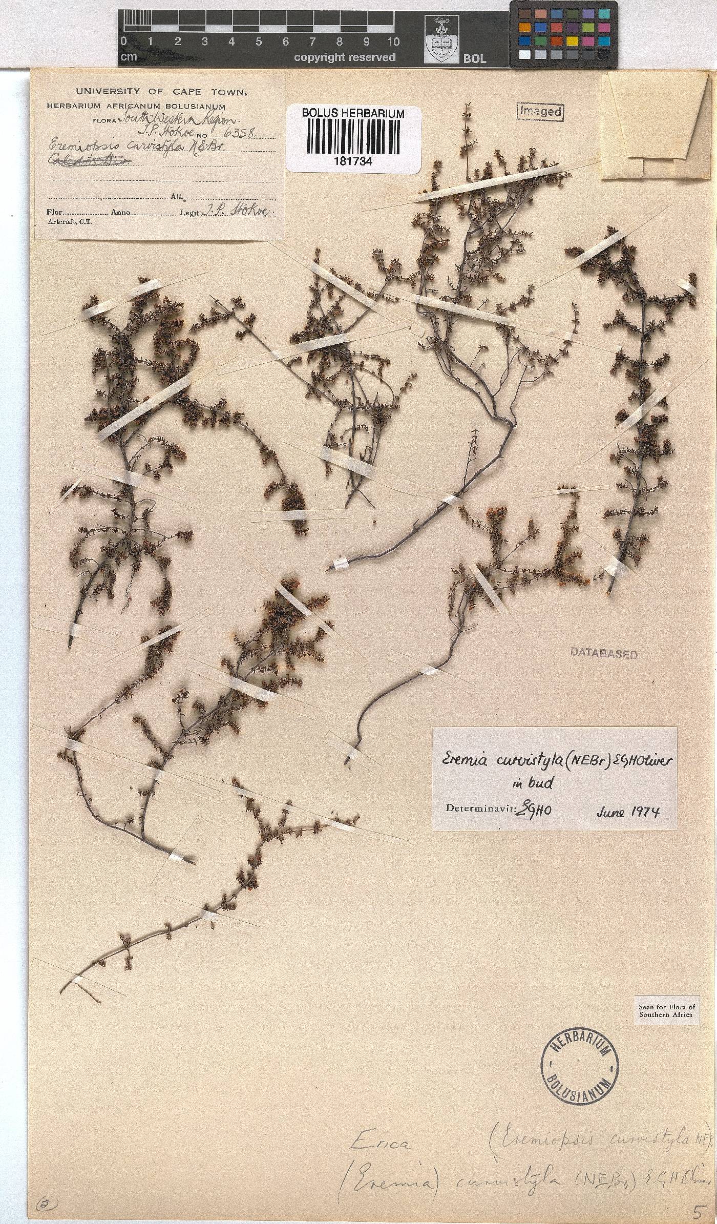 Erica curvistyla image