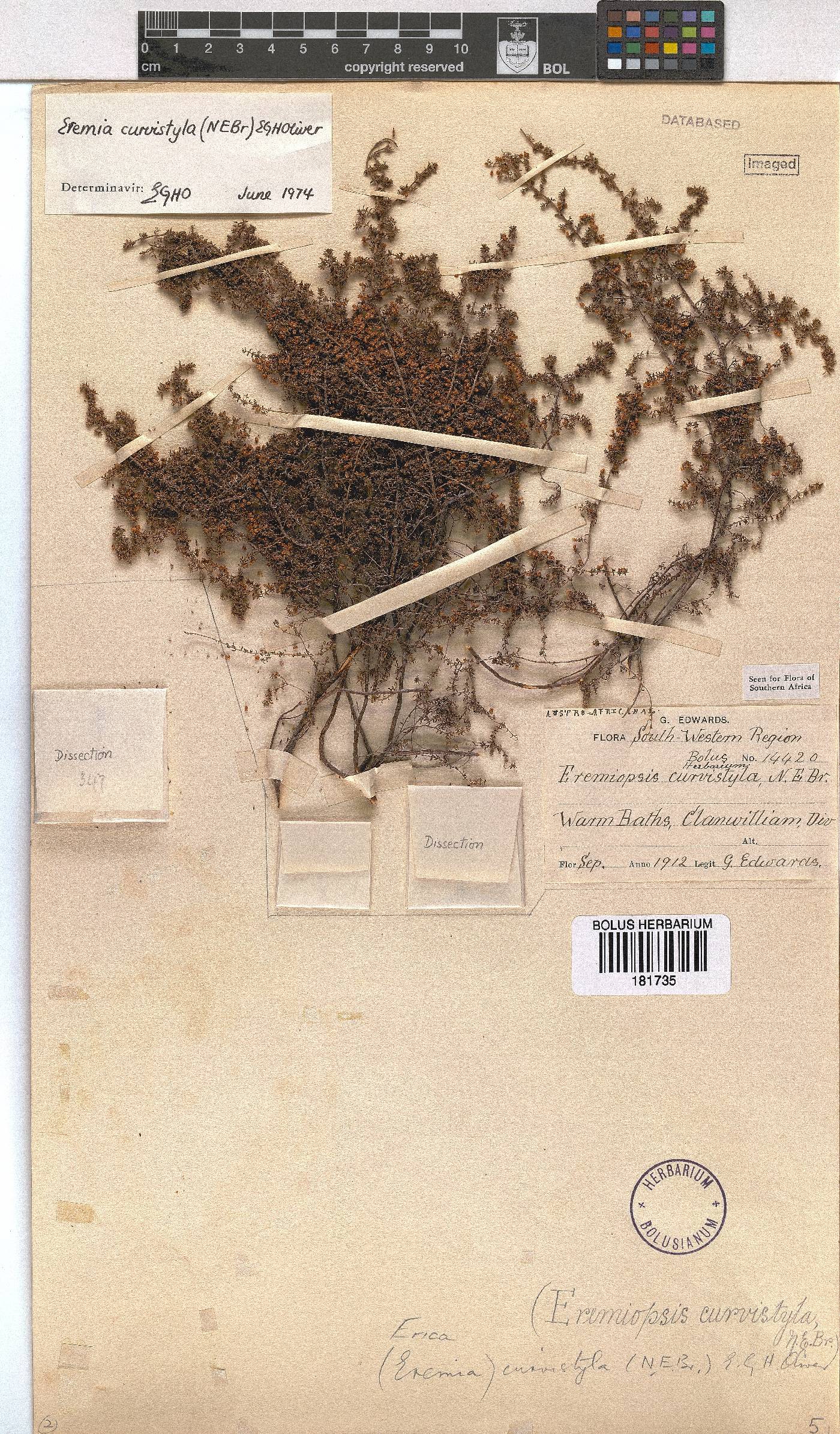 Erica curvistyla image