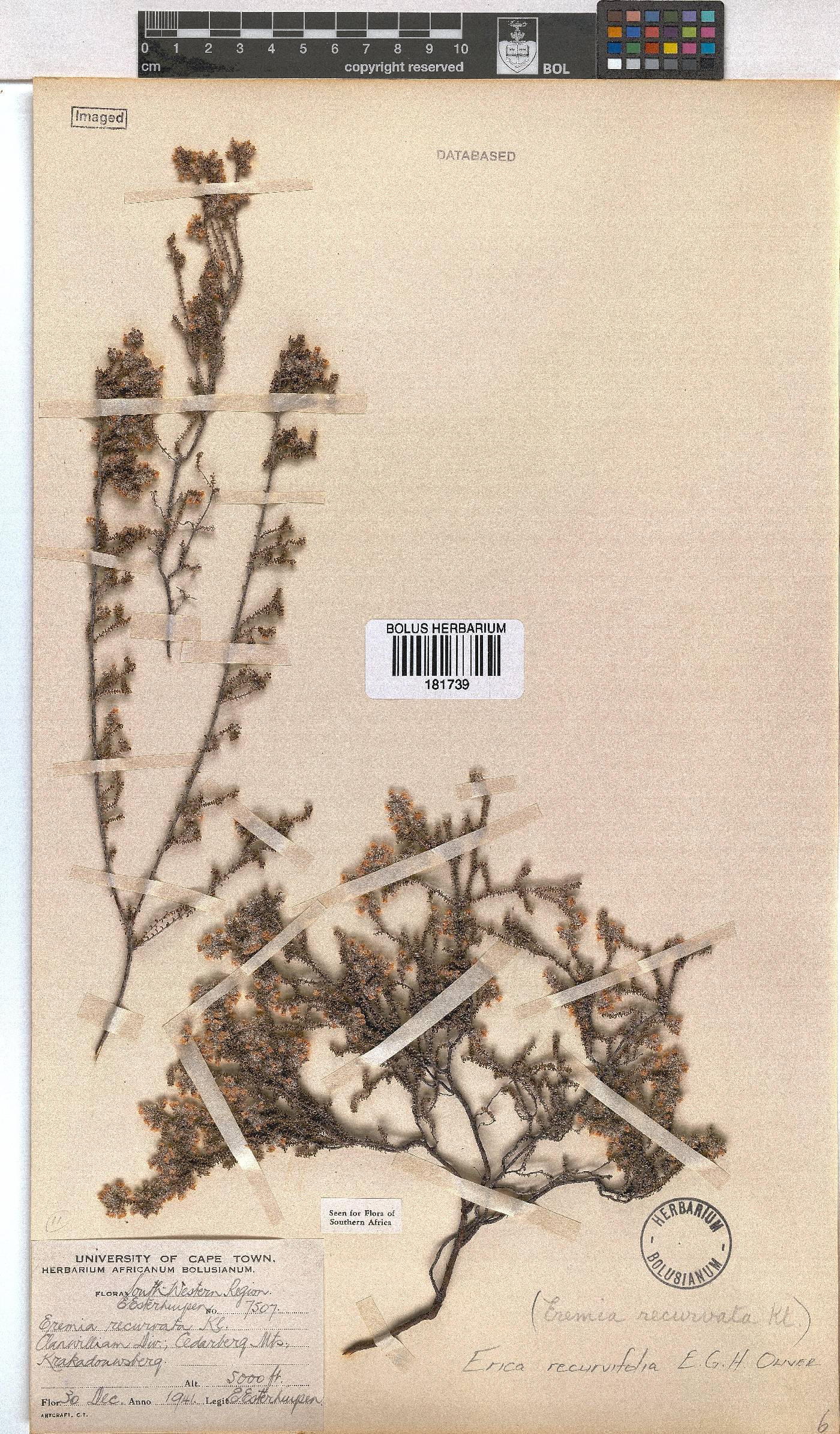 Erica recurvifolia image