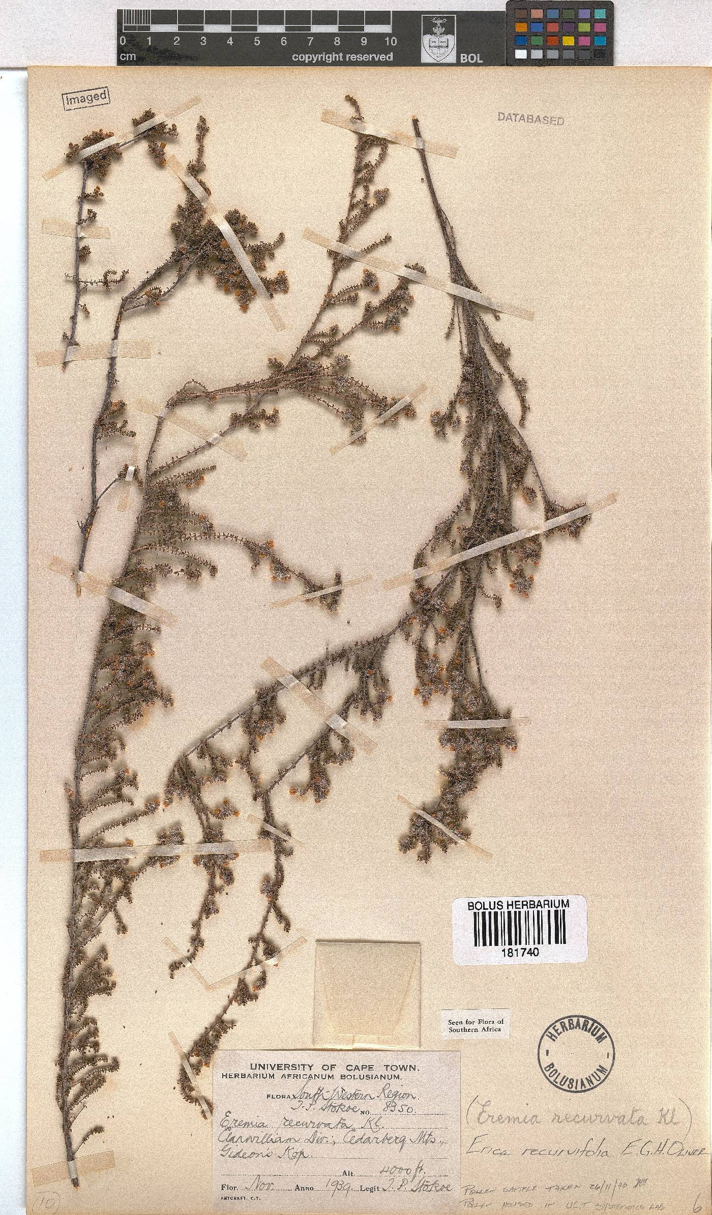 Erica recurvifolia image