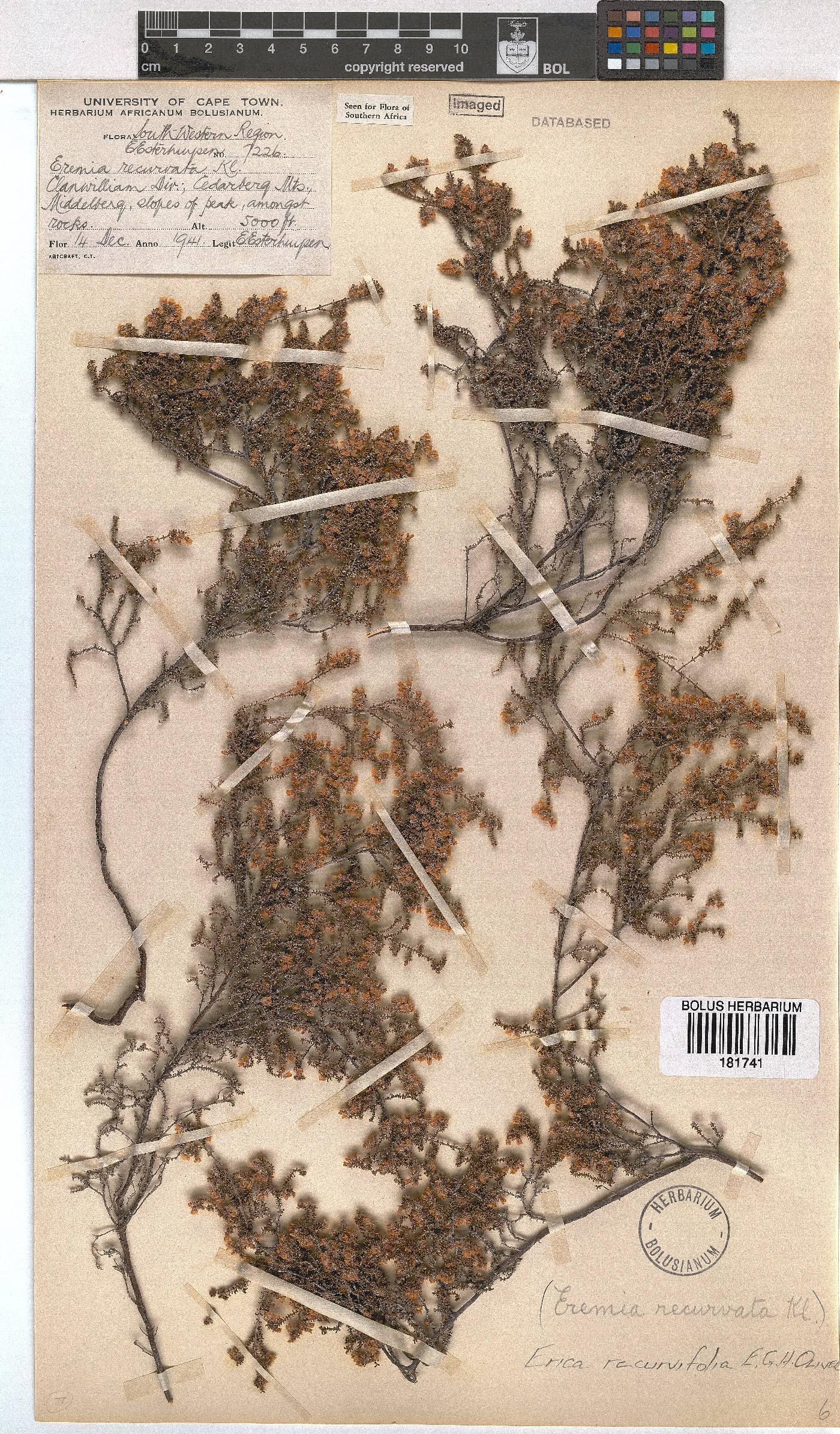 Erica recurvifolia image