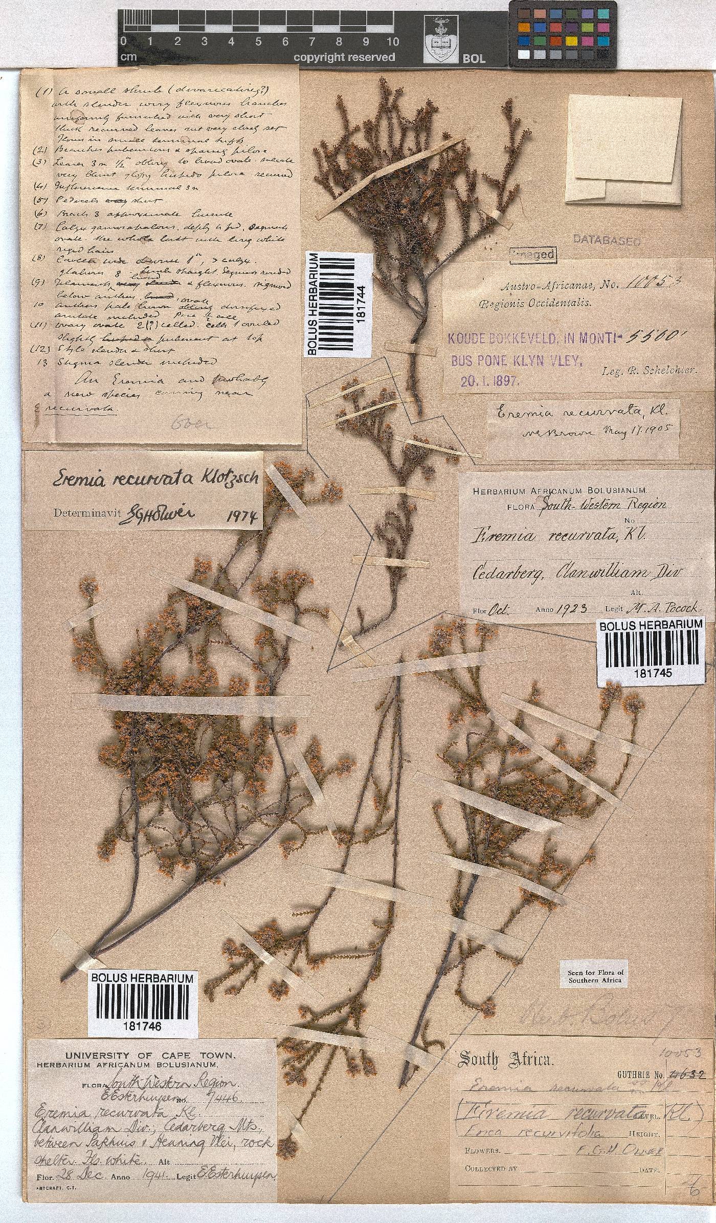 Erica recurvifolia image