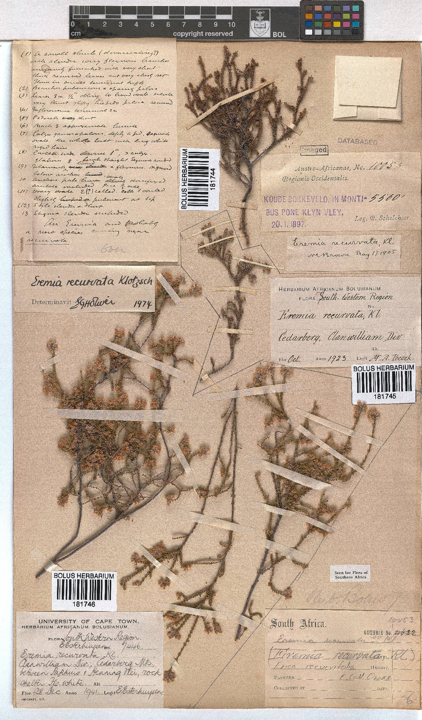 Erica recurvifolia image
