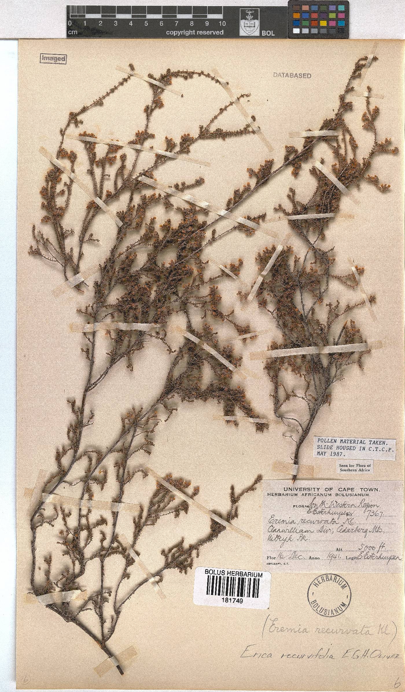 Erica recurvifolia image