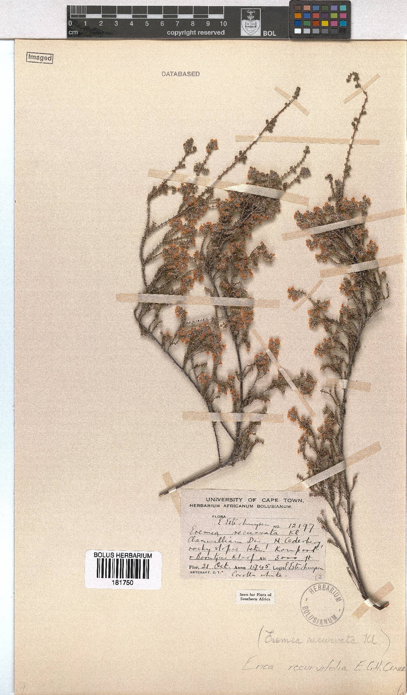 Erica recurvifolia image