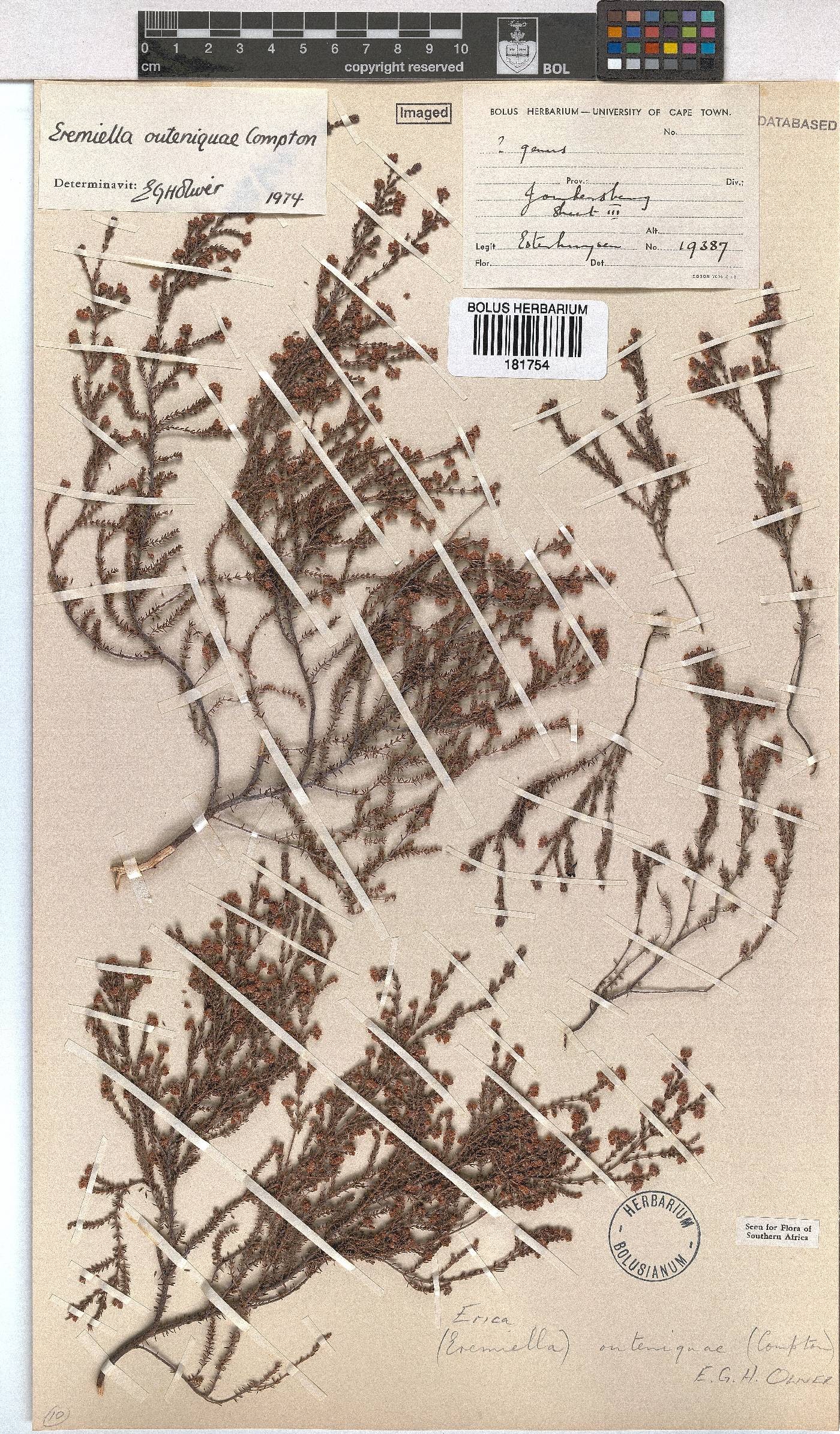 Erica outeniquae image