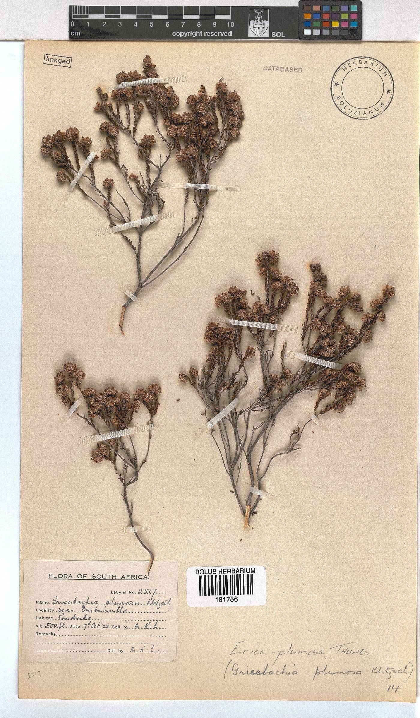 Erica plumosa image