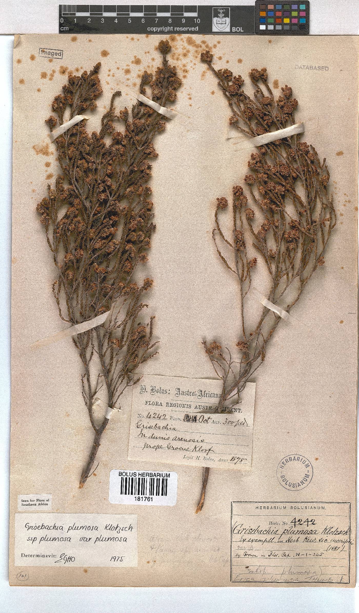 Erica plumosa image
