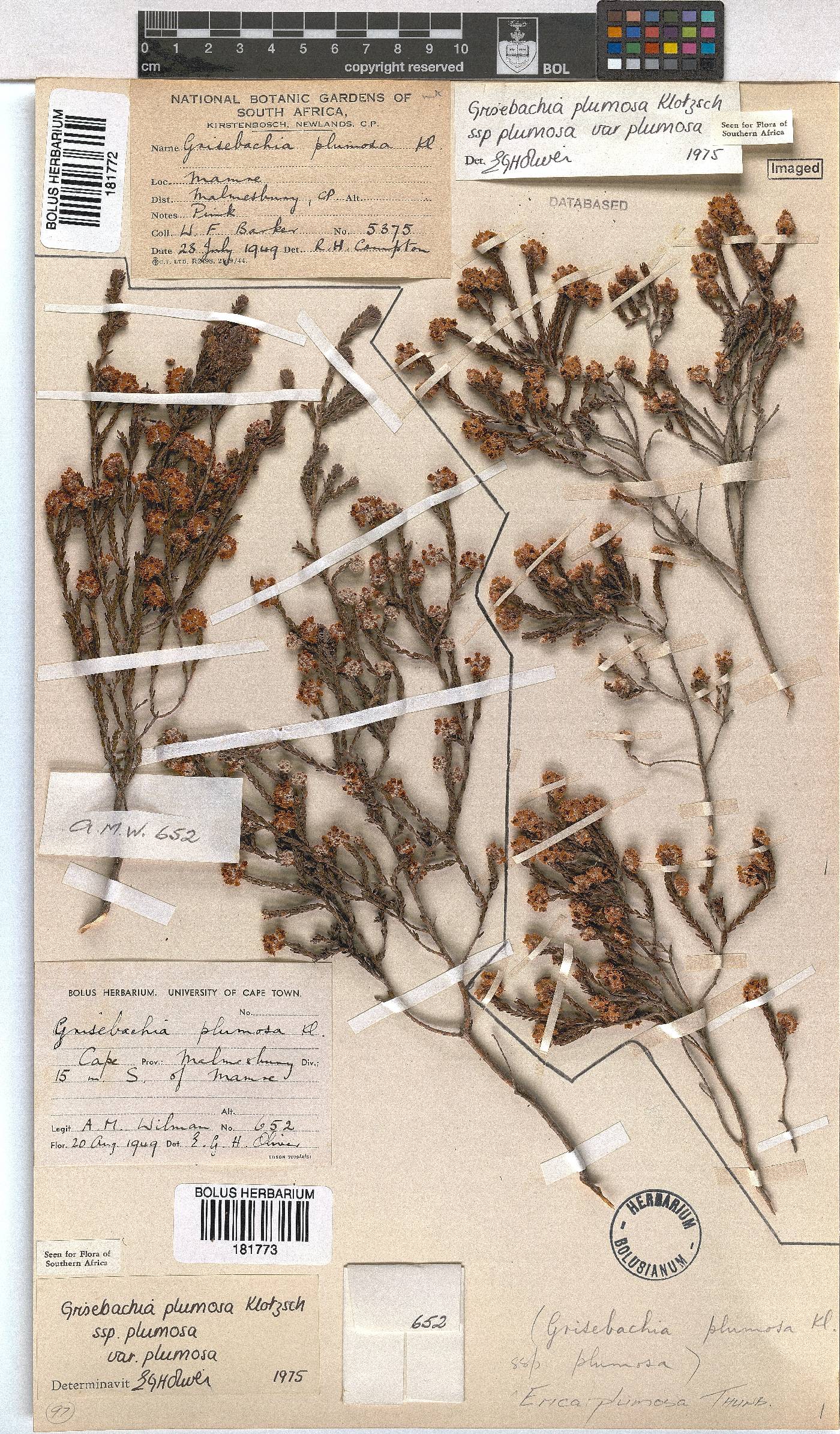Erica plumosa image
