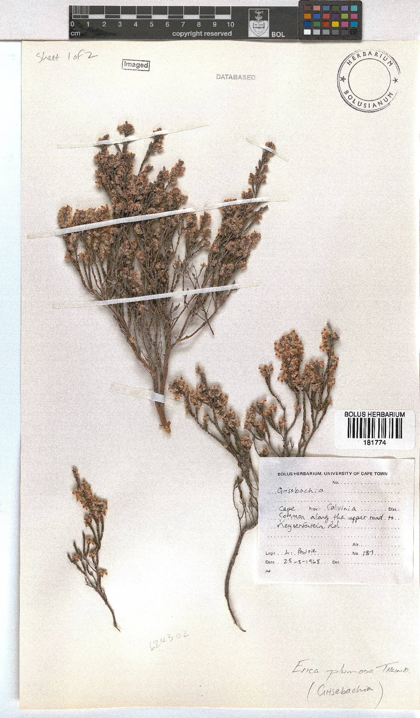 Erica plumosa image