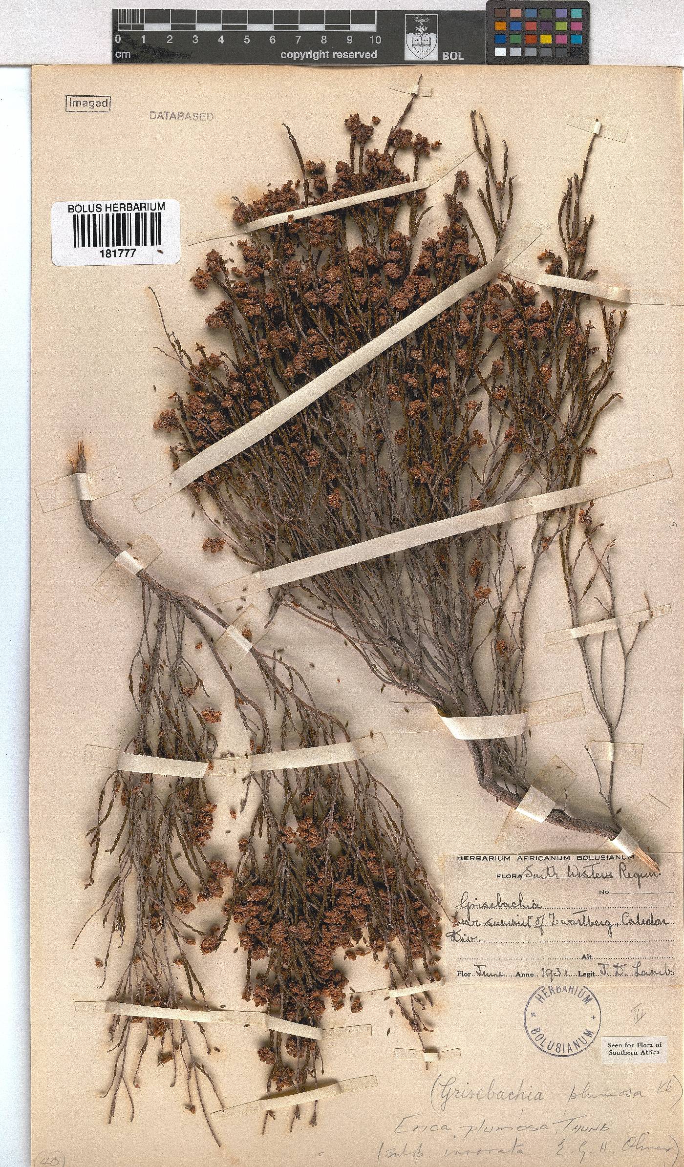 Erica plumosa image