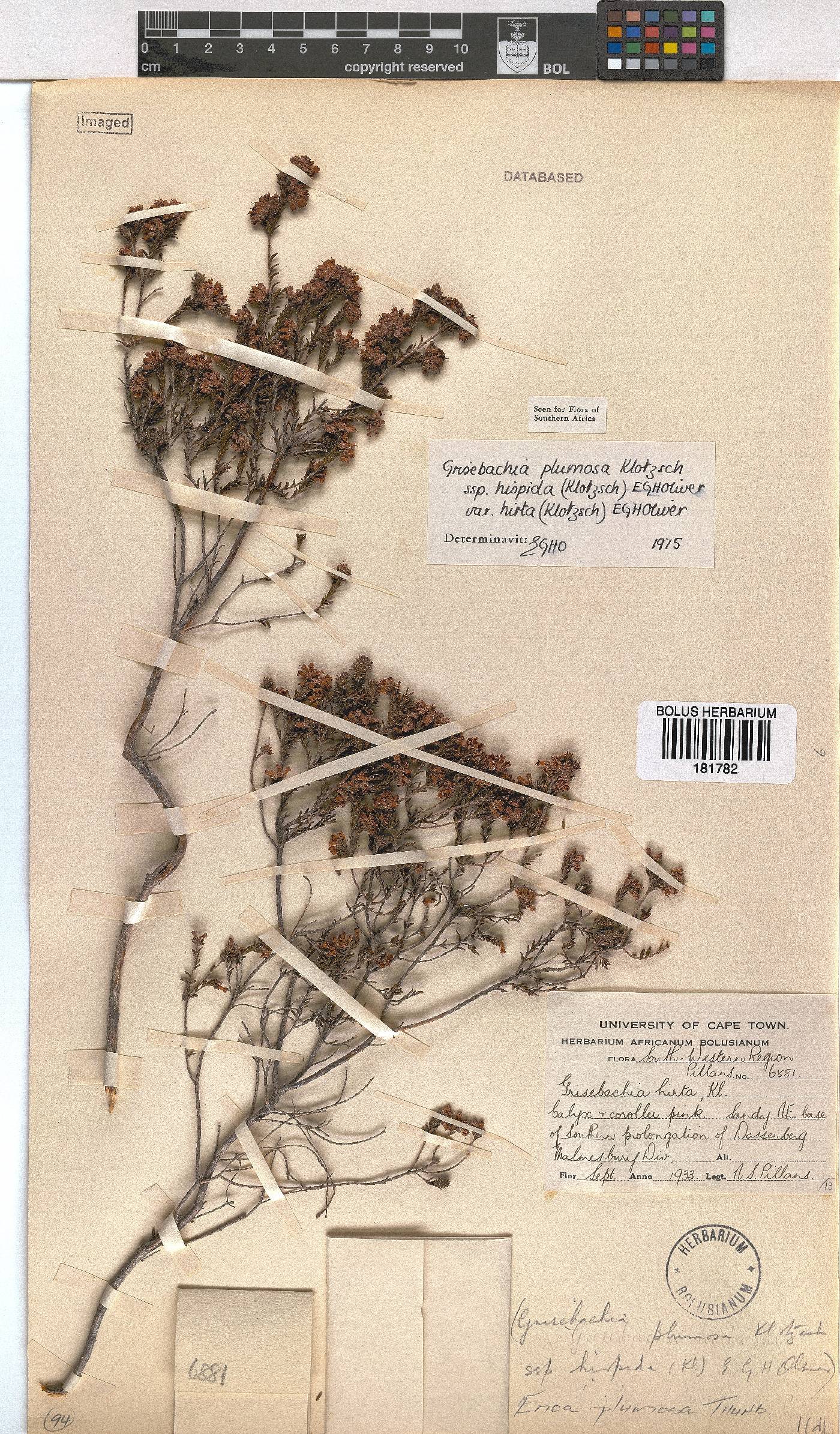 Erica plumosa image
