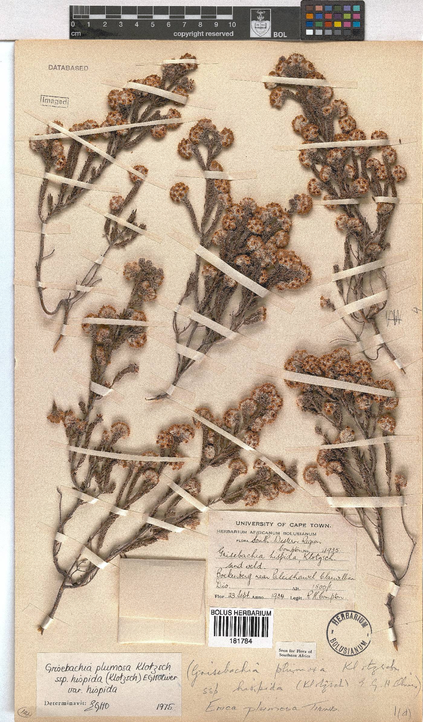 Erica plumosa image
