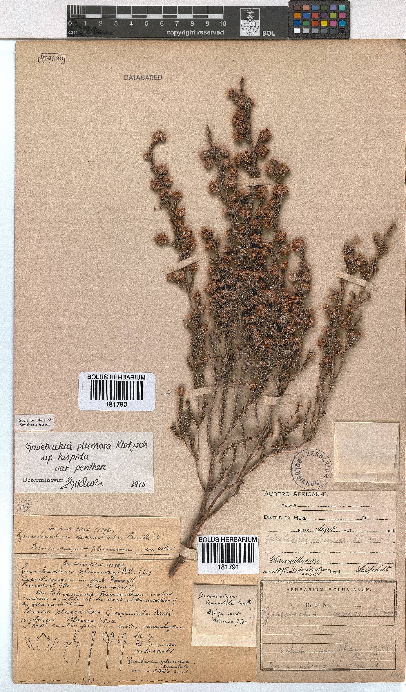Erica plumosa image