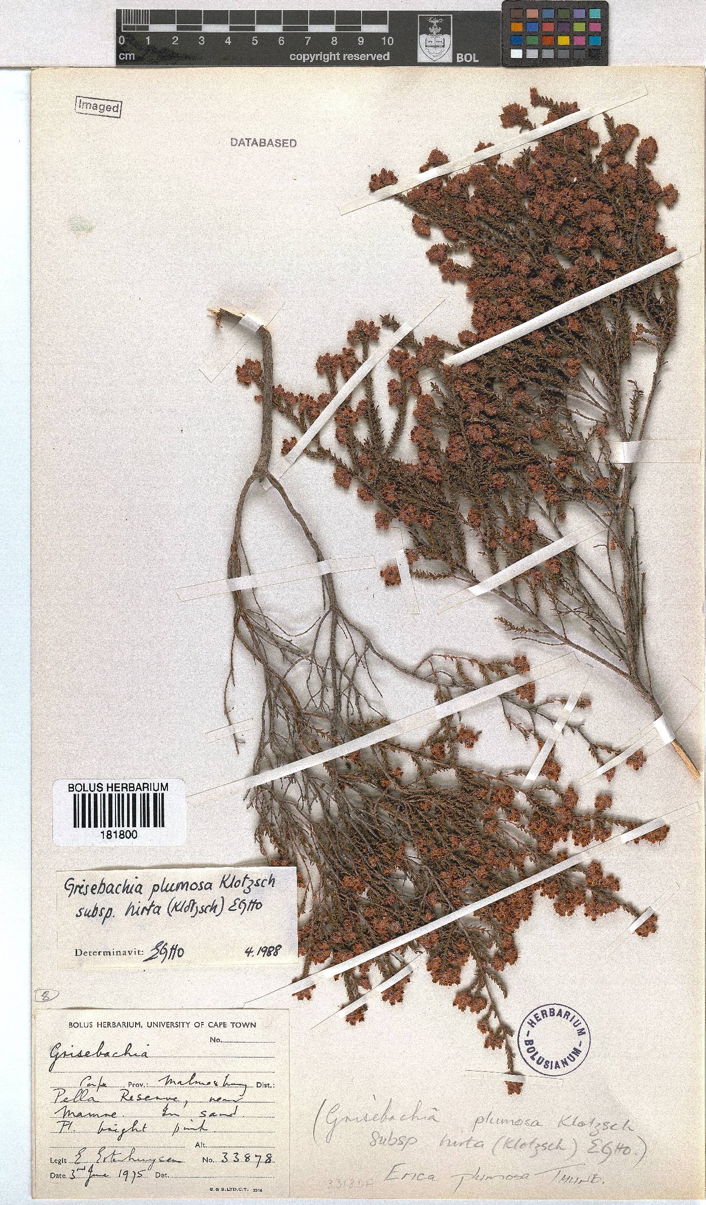 Erica plumosa image