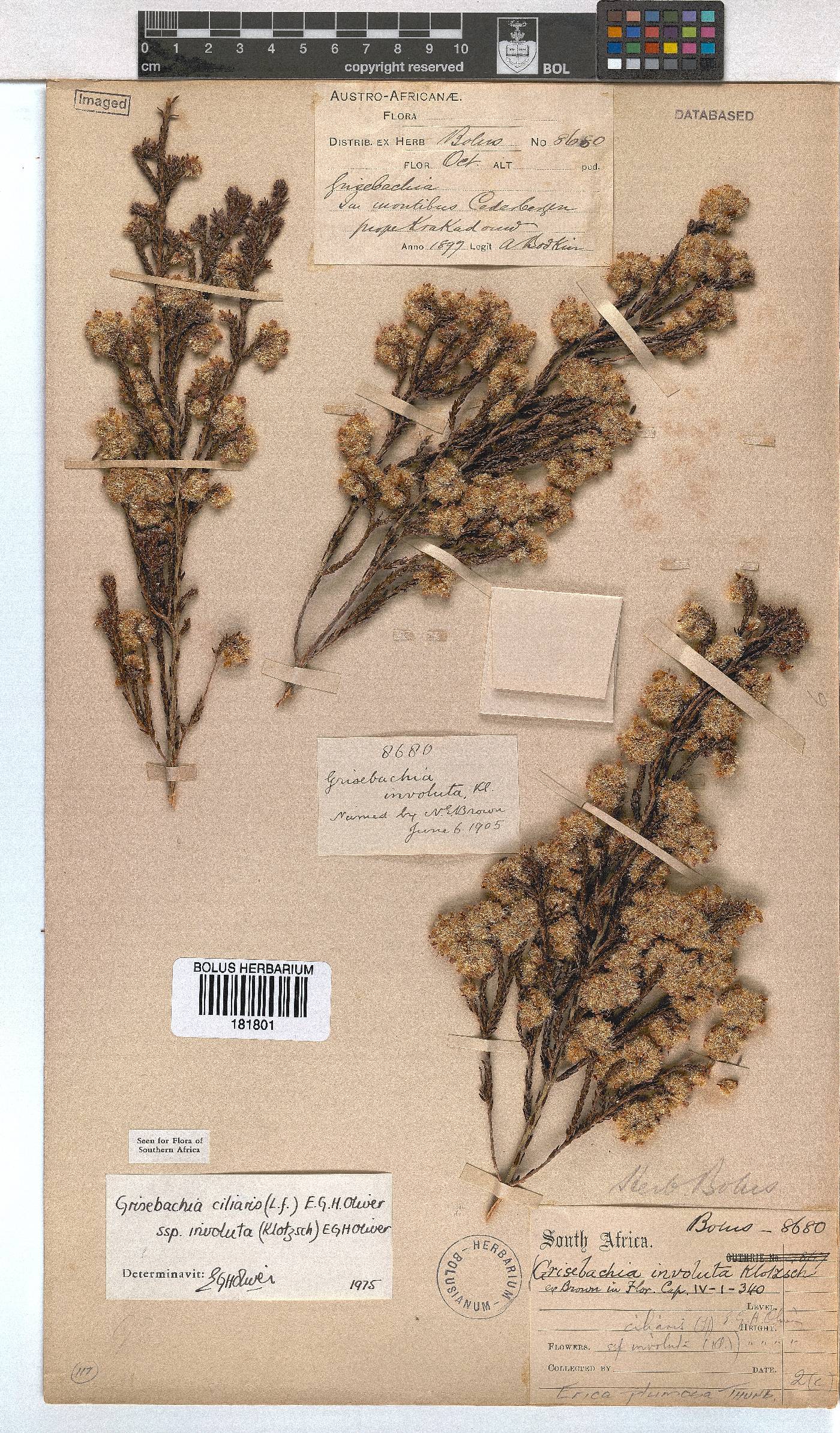 Erica plumosa image