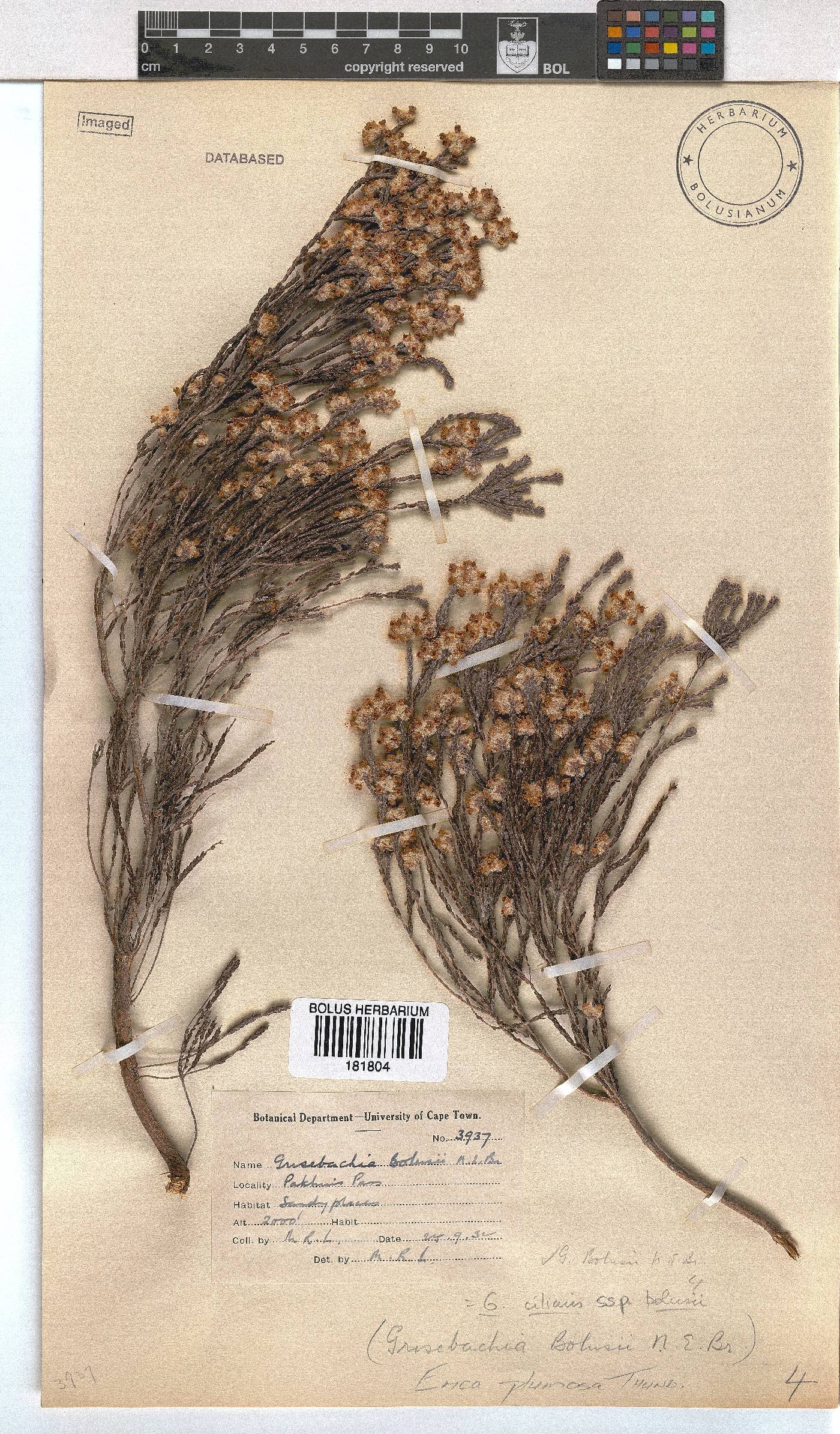 Erica plumosa image