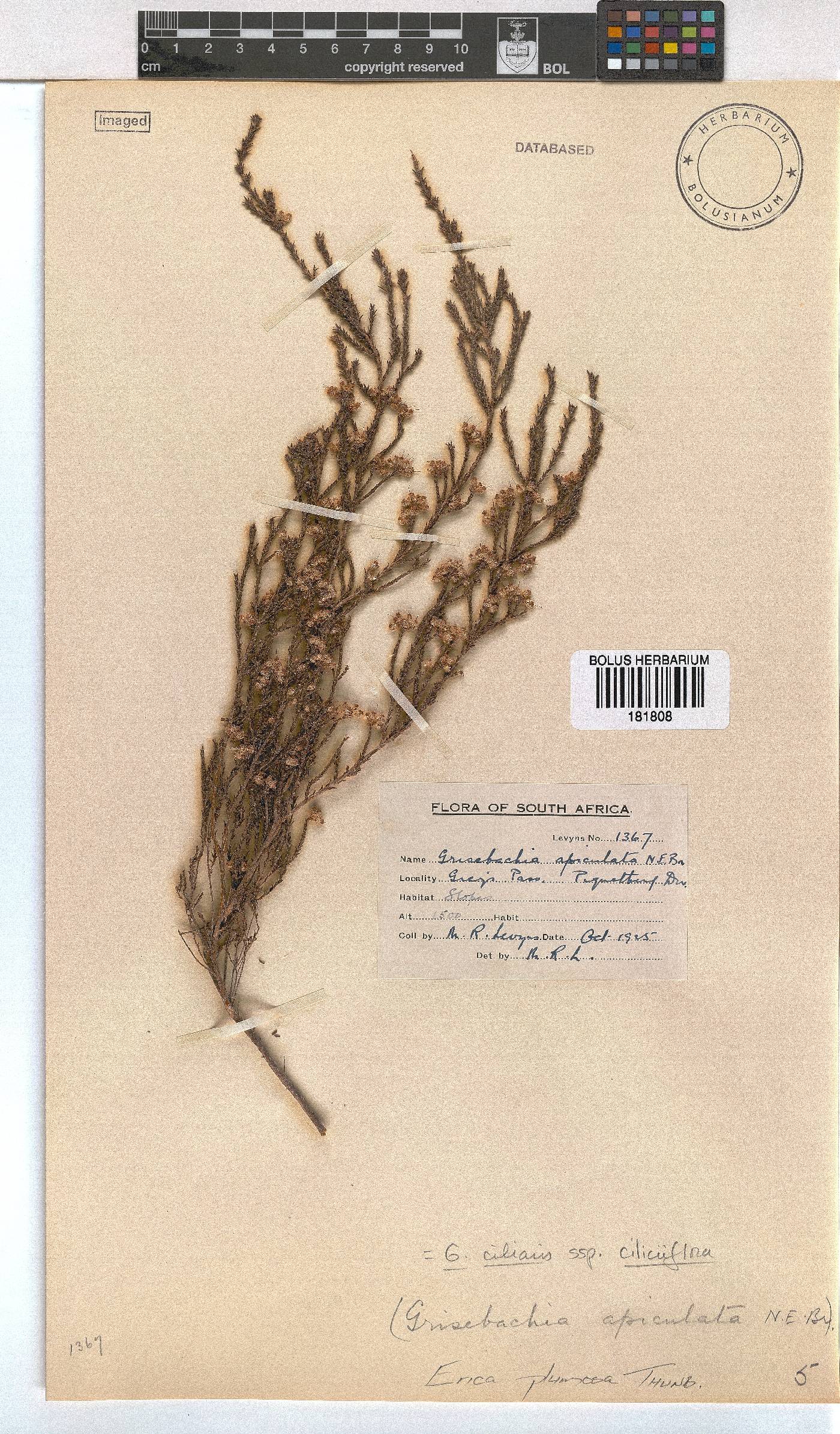 Erica plumosa image