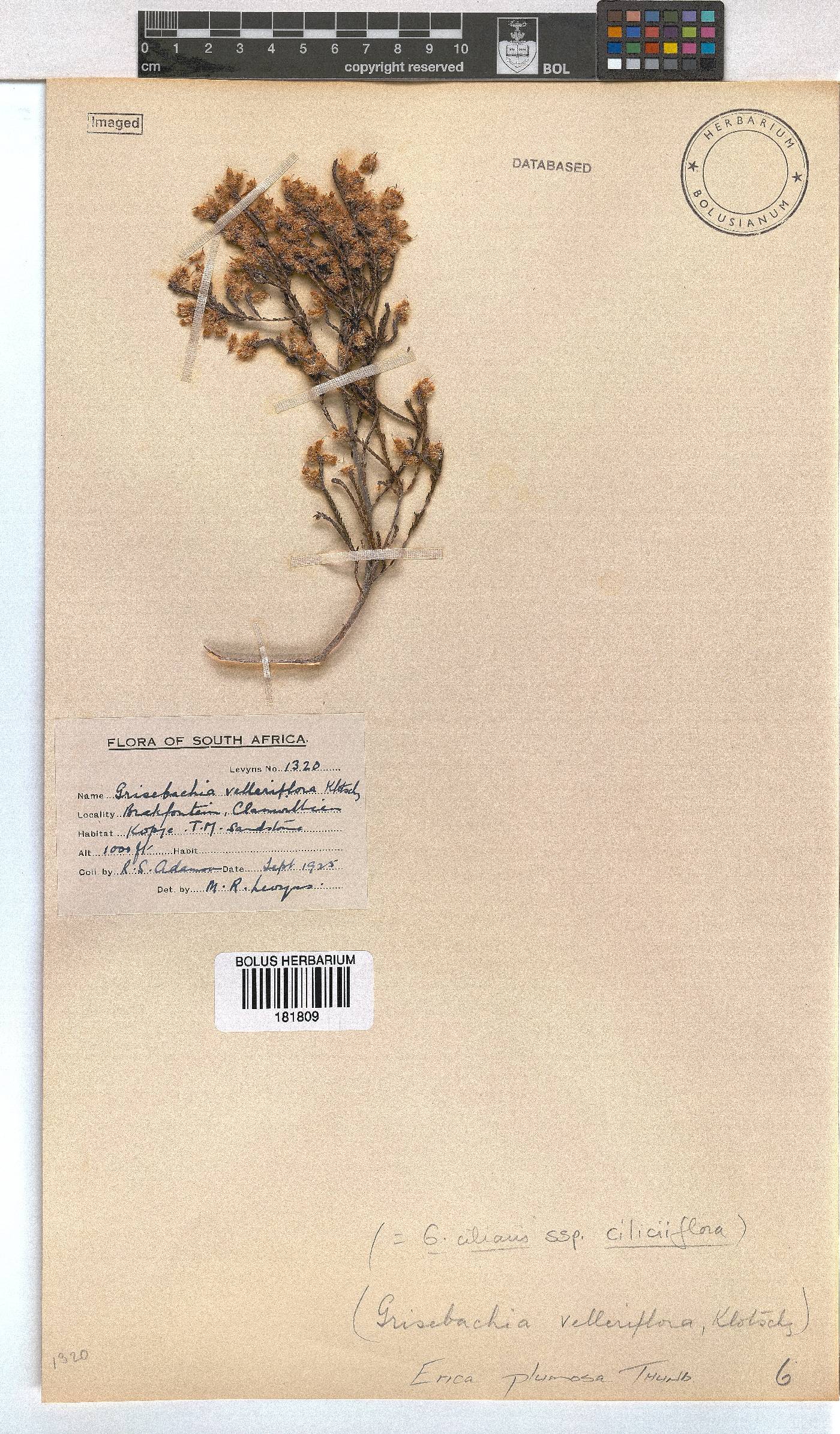 Erica plumosa image