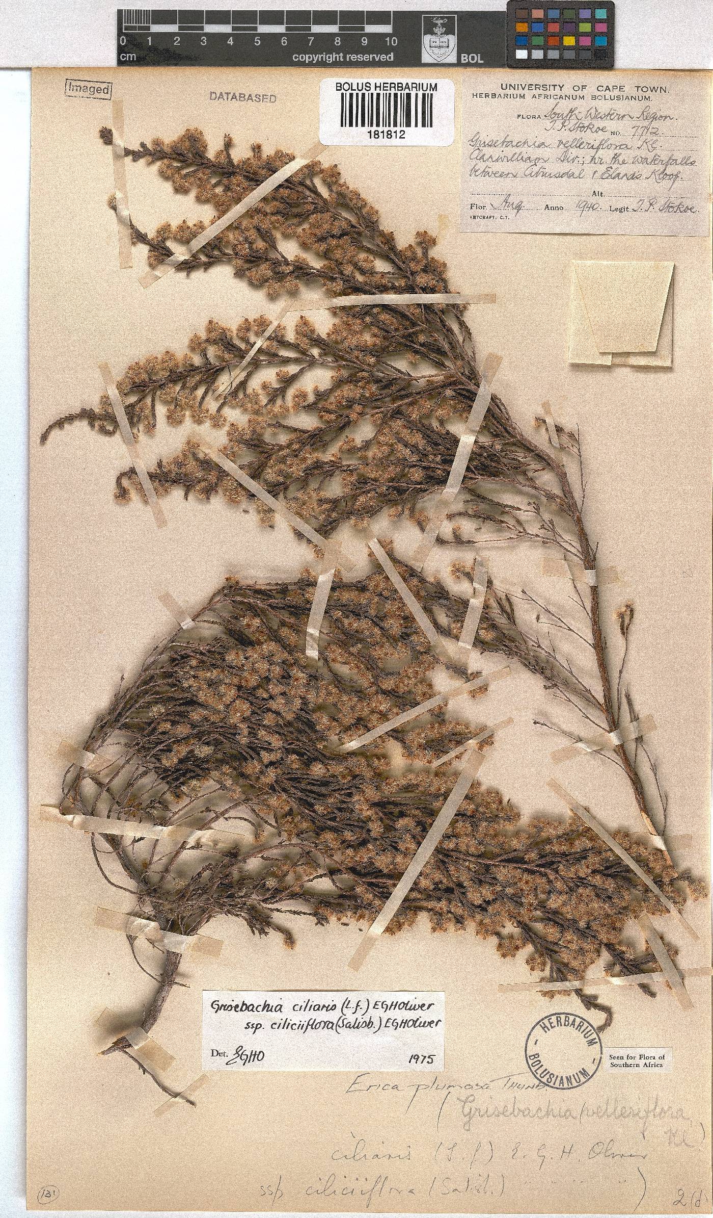 Erica plumosa image