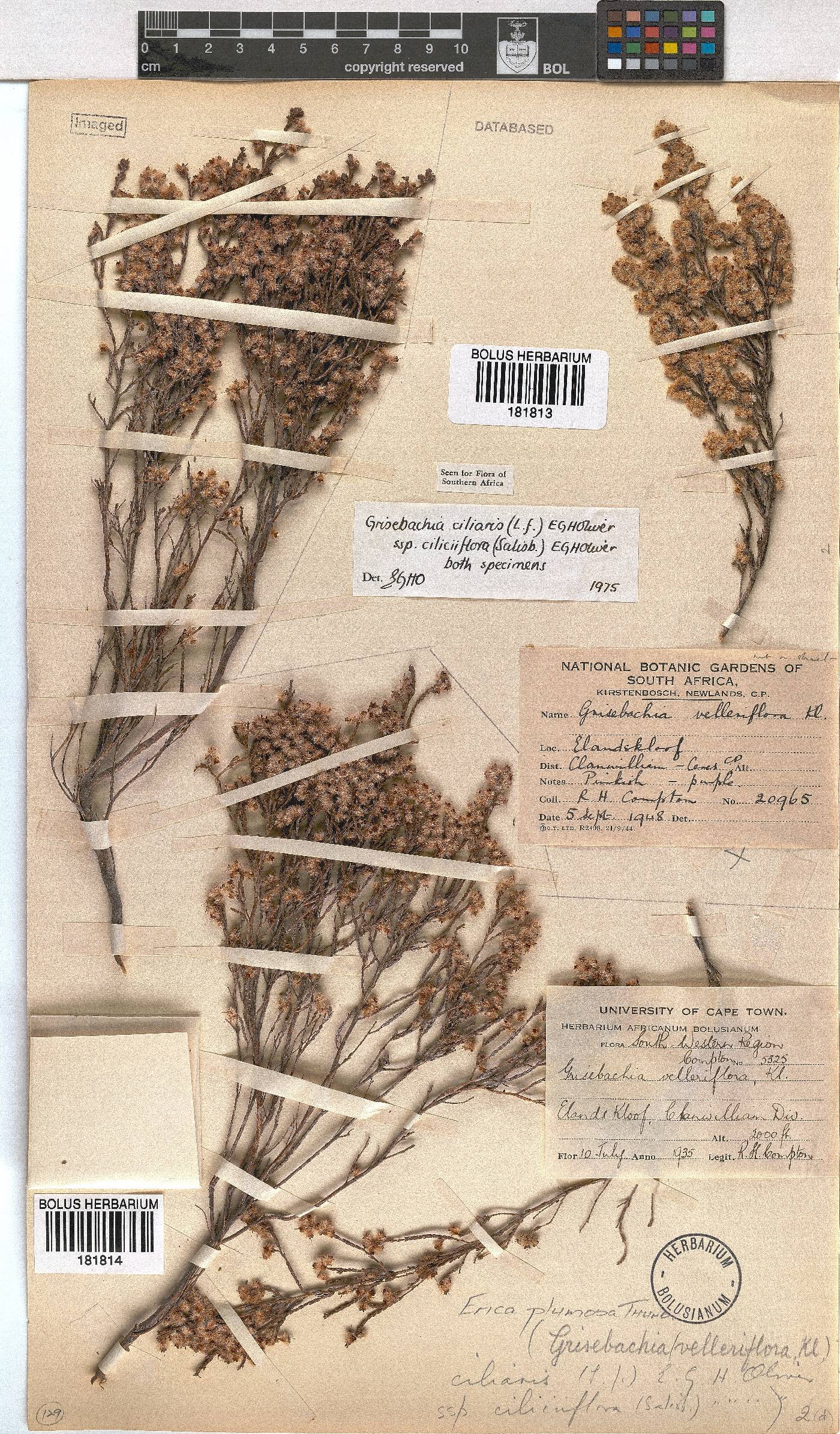 Erica plumosa image