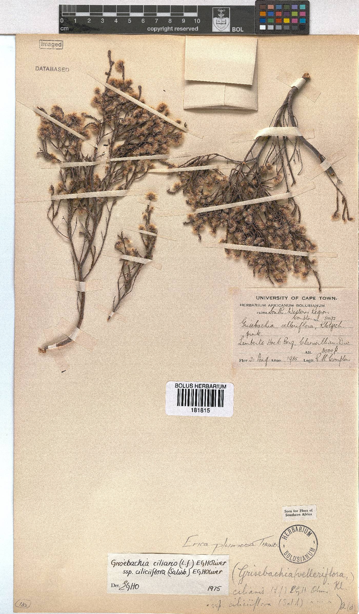 Erica plumosa image