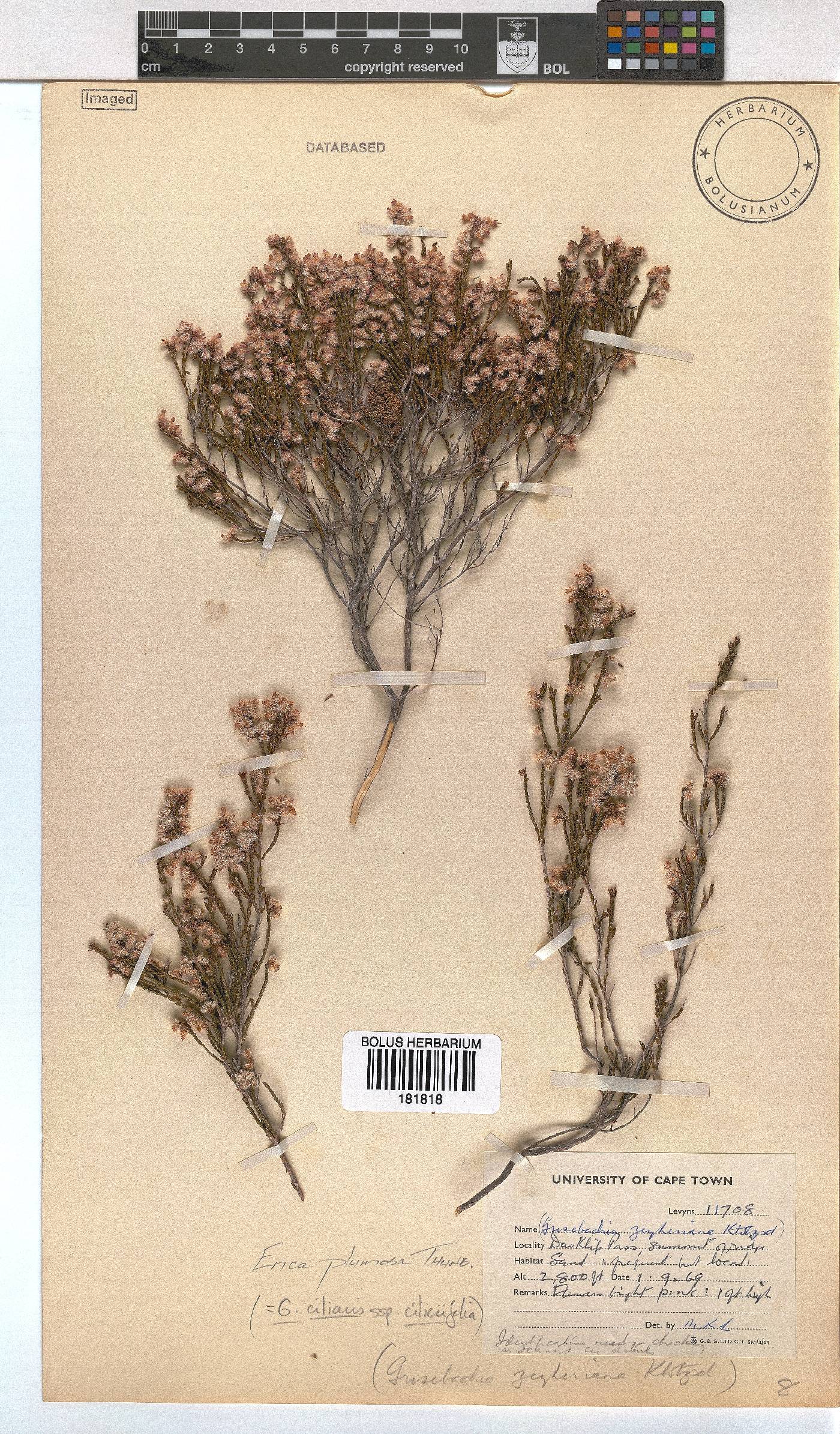 Erica plumosa image