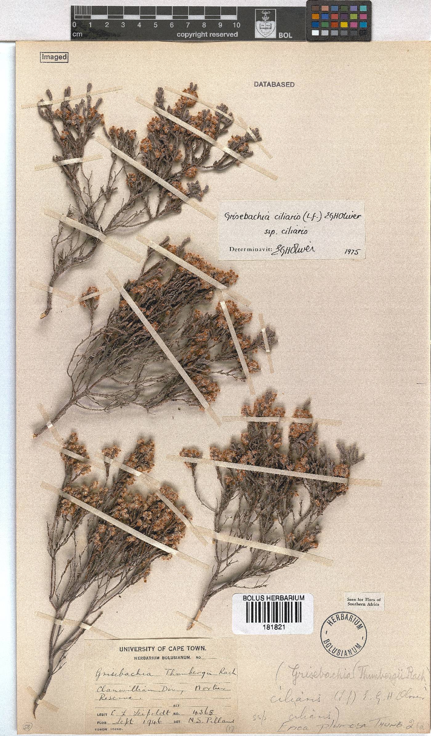 Erica plumosa image
