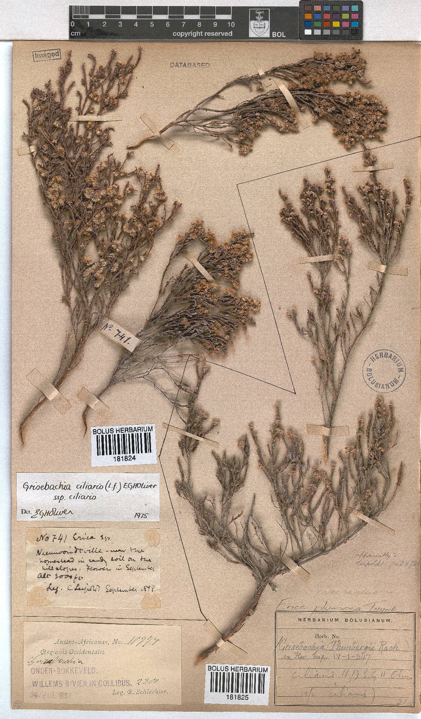 Erica plumosa image