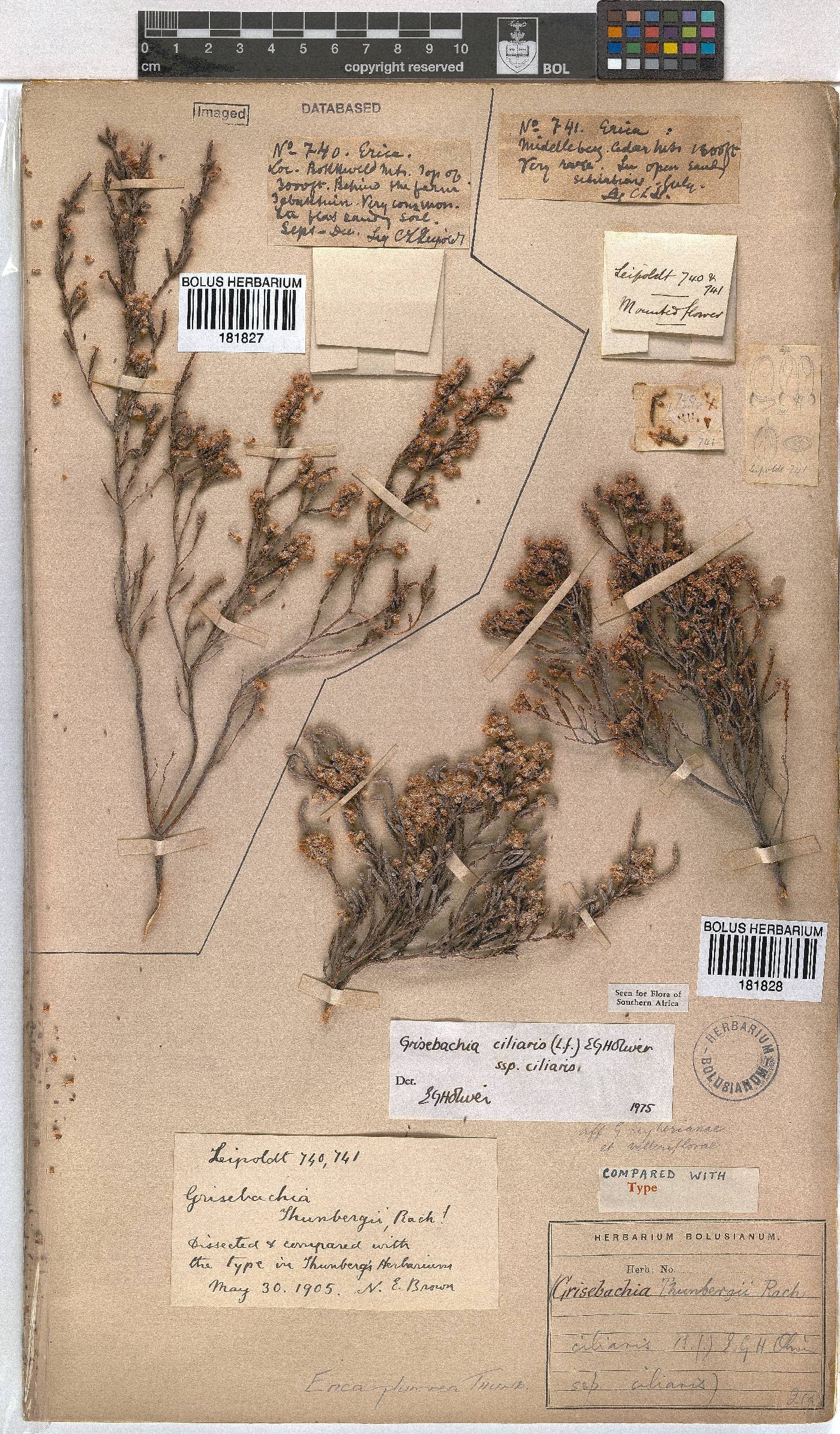Erica plumosa image