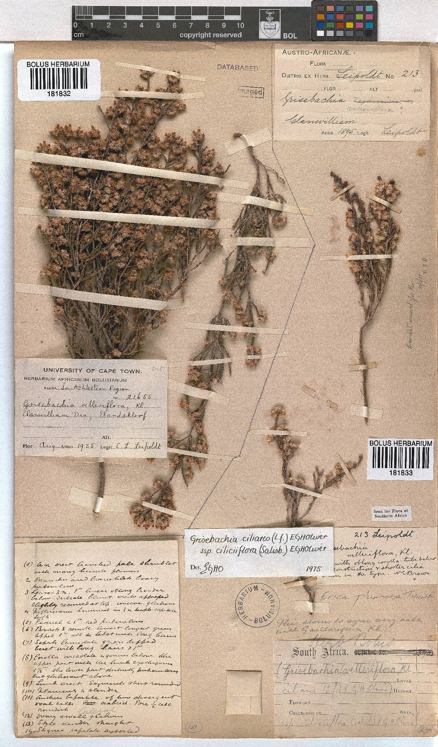 Erica plumosa image