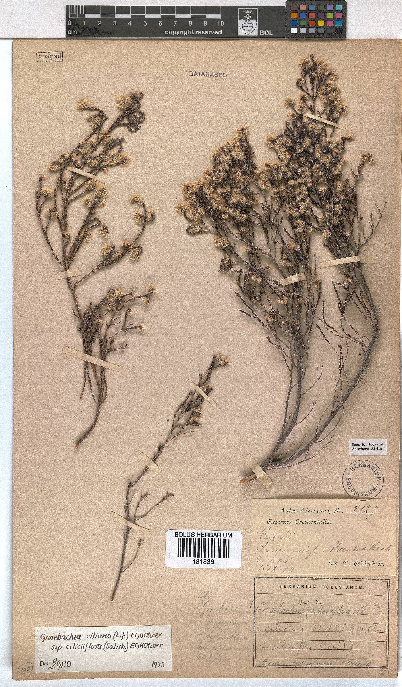Erica plumosa image